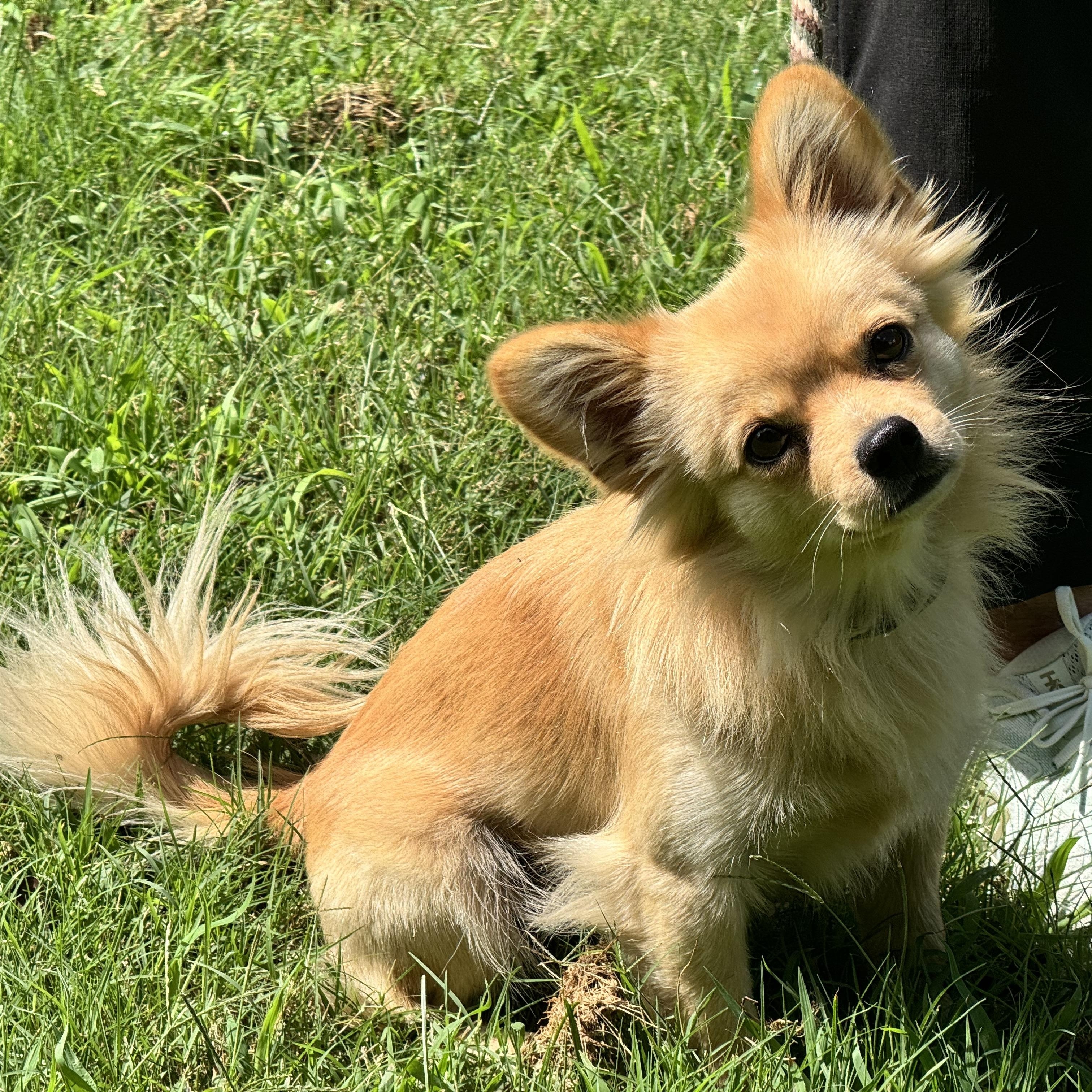 Enlarge Winston, an adopted mixed breed in Richmond, VA image 5/6