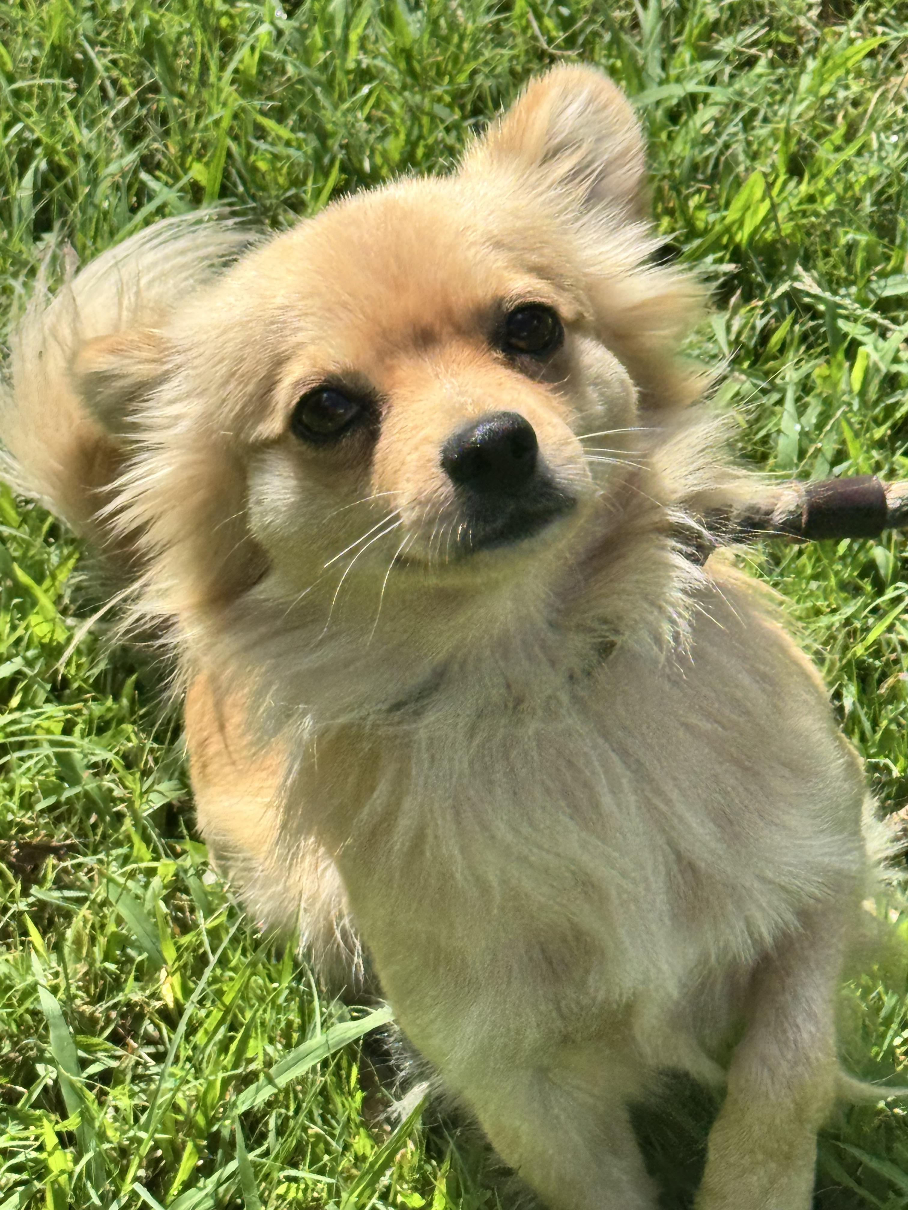 Enlarge Winston, an adopted mixed breed in Richmond, VA image 2/6