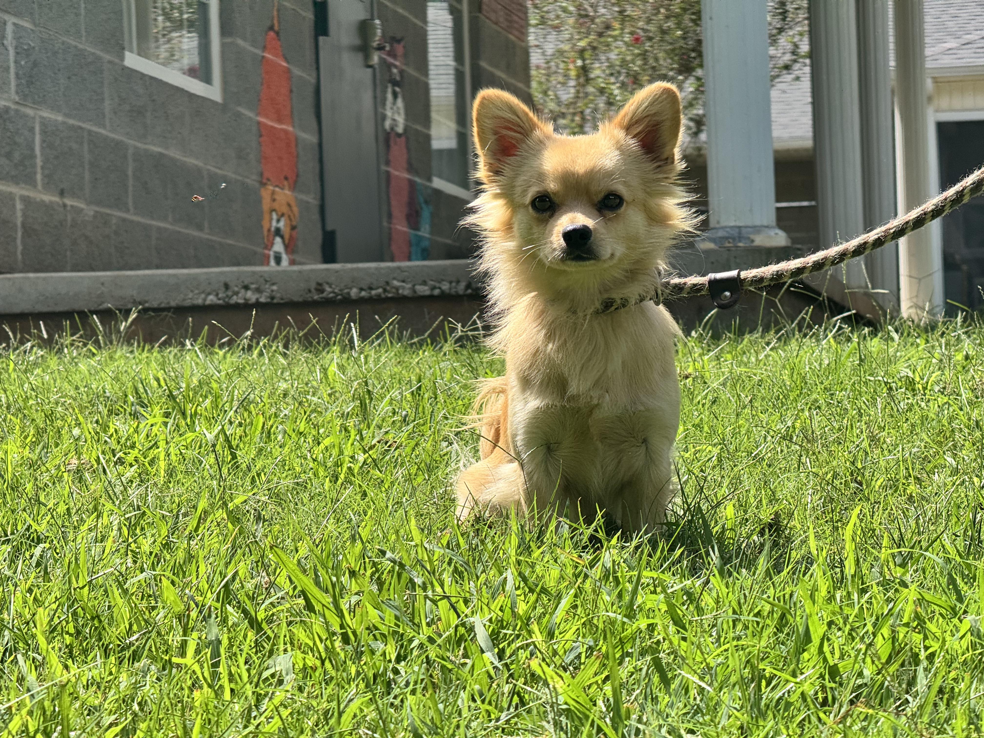 Enlarge Winston, an adopted mixed breed in Richmond, VA image 6/6