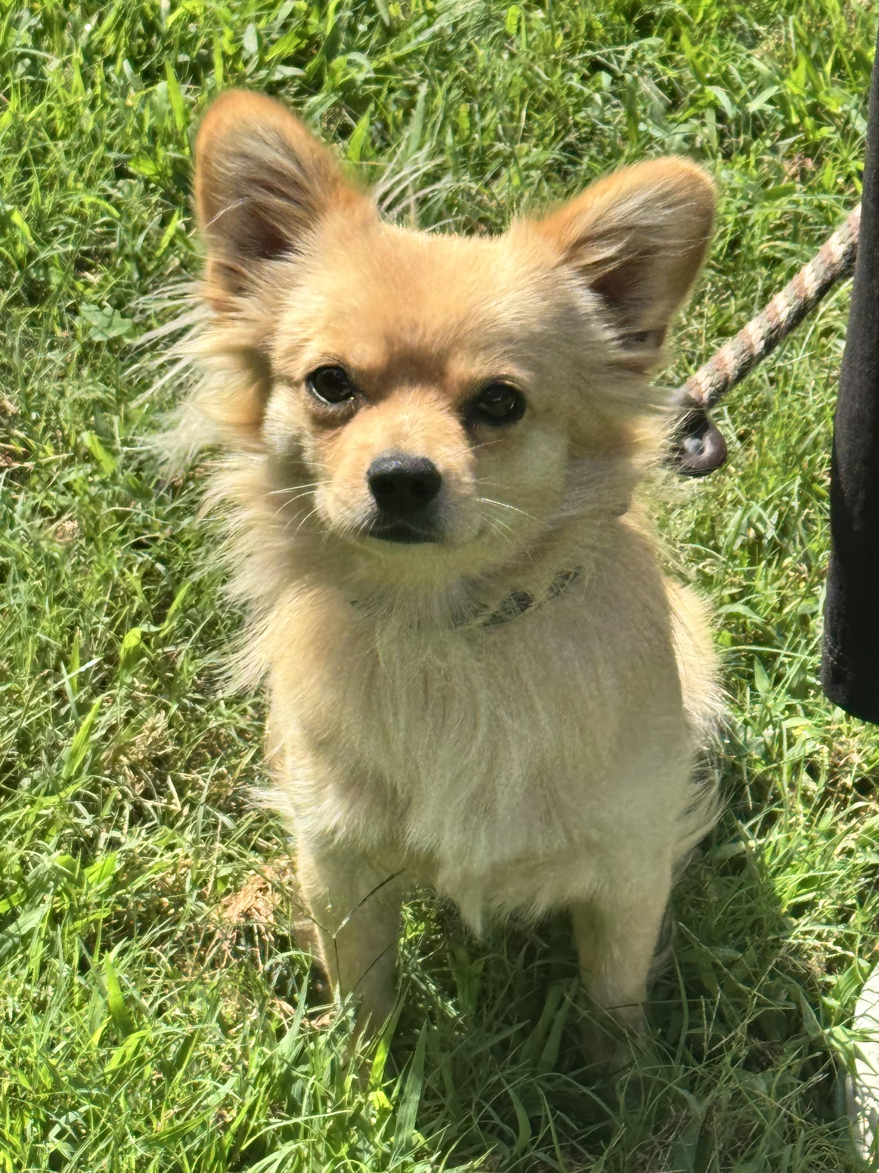Enlarge Winston, an adopted mixed breed in Richmond, VA image 4/6