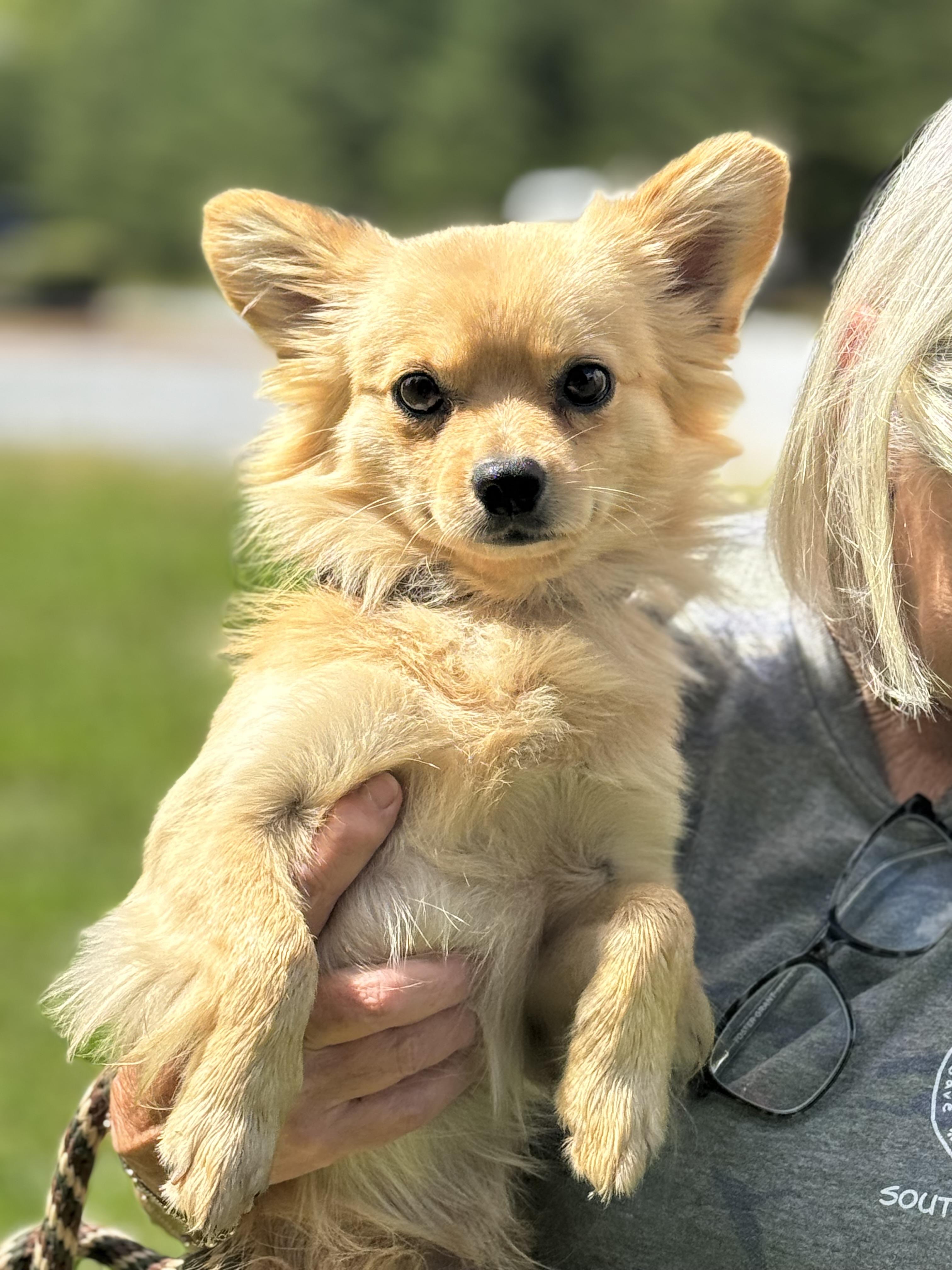 Winston, adopted, Young Male Pomeranian & Chihuahua.