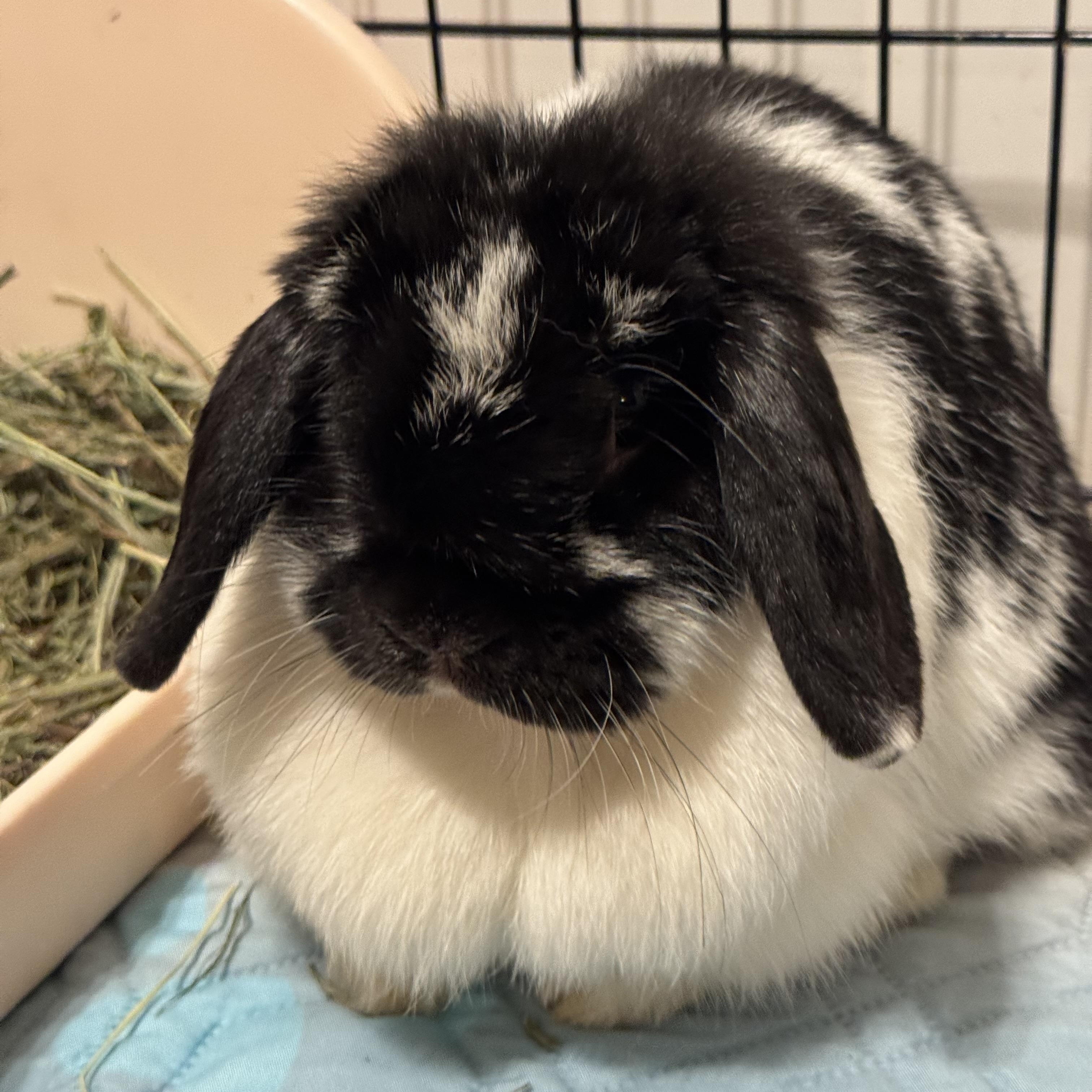 Bluebell, a ADOPTABLE Mini Lop in Springfield, OR image 3/4