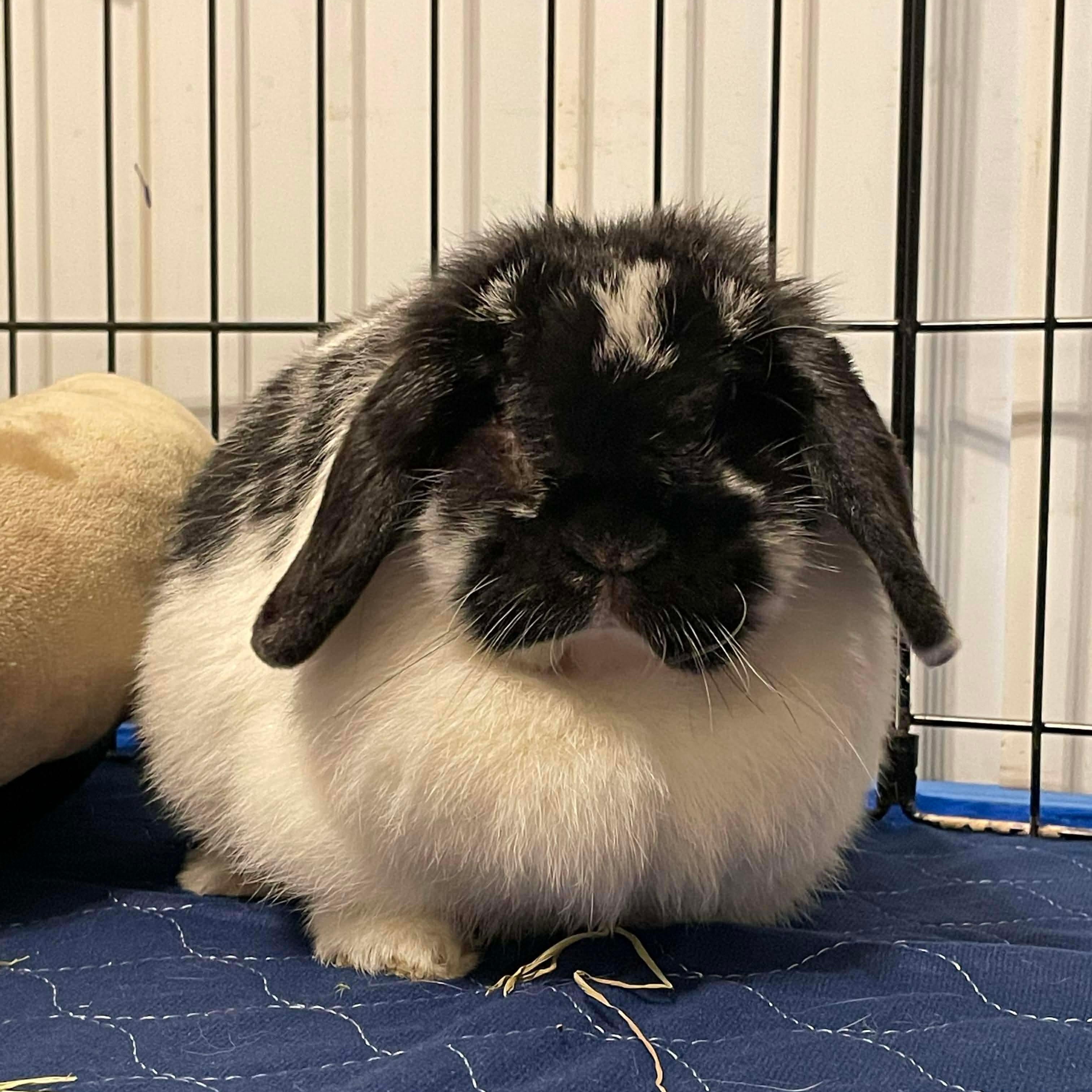 Bluebell, ADOPTABLE, Adult Female Mini Lop.