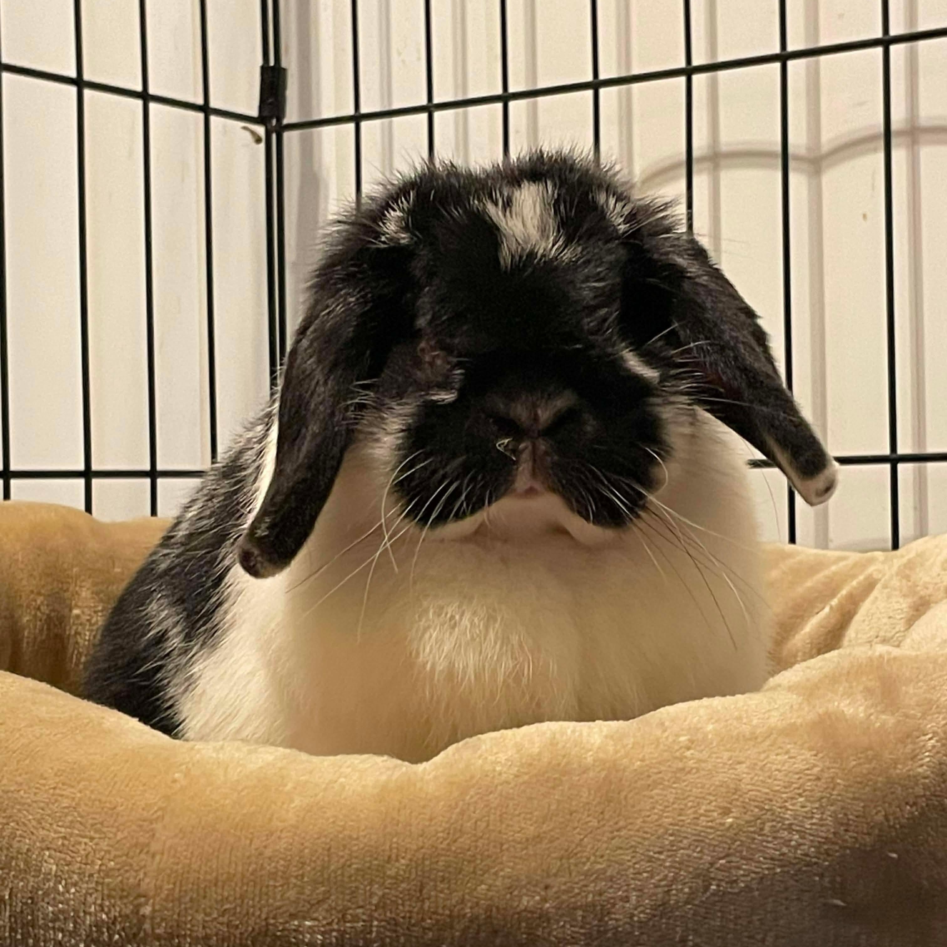 Bluebell, a ADOPTABLE Mini Lop in Springfield, OR image 4/4