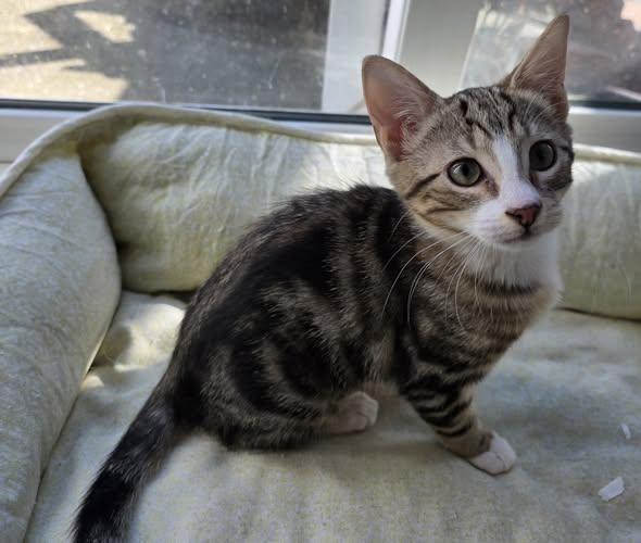 Enlarge Ocelot, a Adopted Domestic Short Hair in Wilmington, NC image 1/1