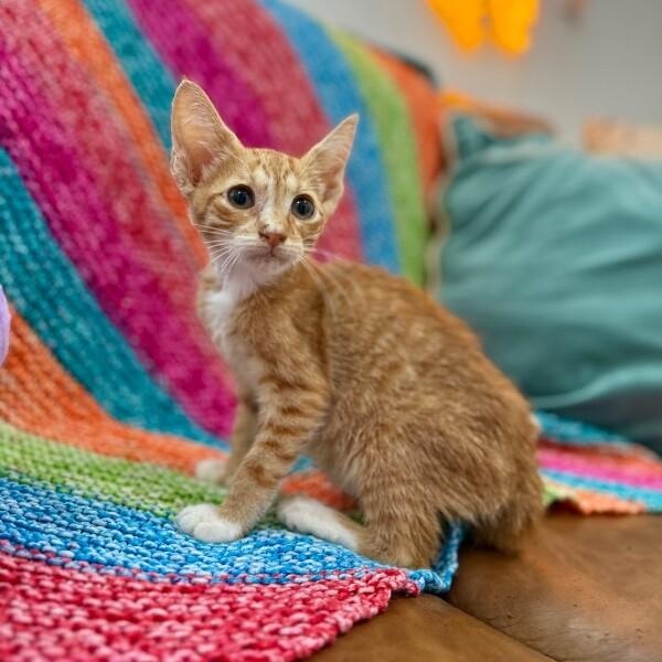 Quinn Daniel — thumbnail 2