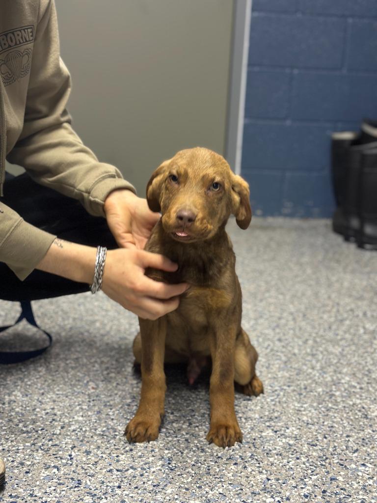 Enlarge BRITTLE, a Adoptable mixed breed in Athens, AL image 1/6