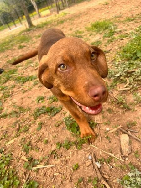 Enlarge BRITTLE, a Adoptable mixed breed in Athens, AL image 2/6