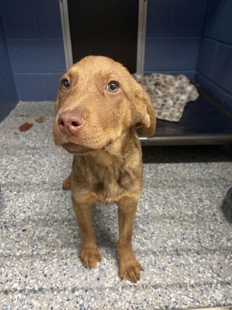 Enlarge BRITTLE, a Adoptable mixed breed in Athens, AL image 3/6