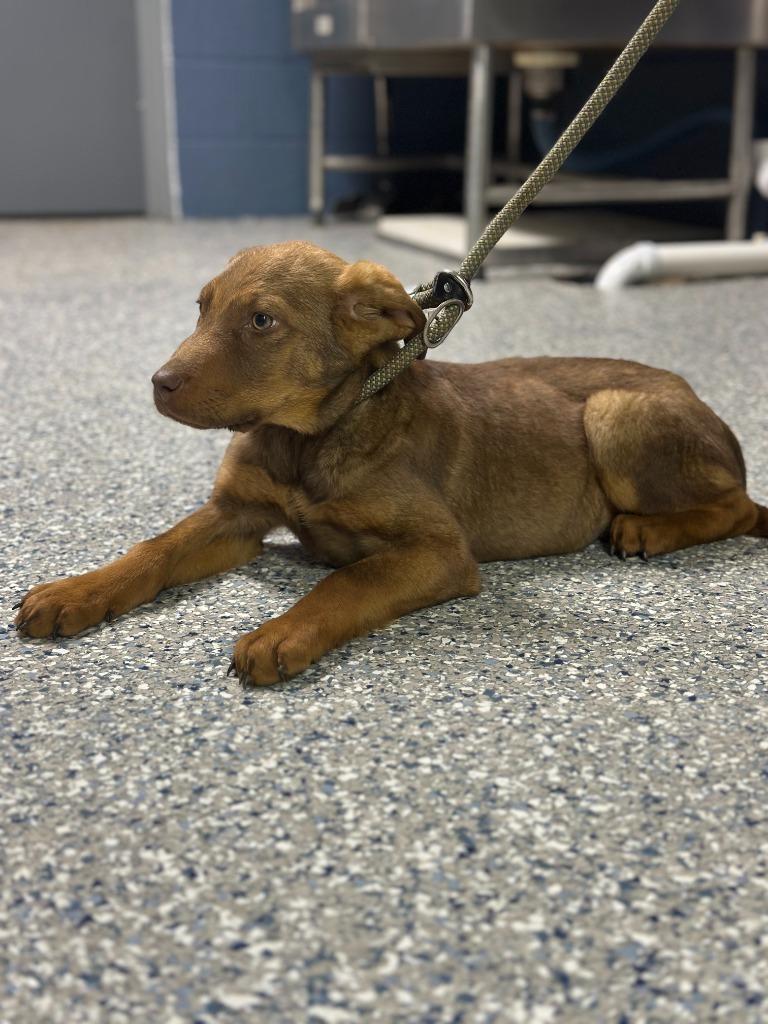 Enlarge BRITTLE, a Adoptable mixed breed in Athens, AL image 4/6