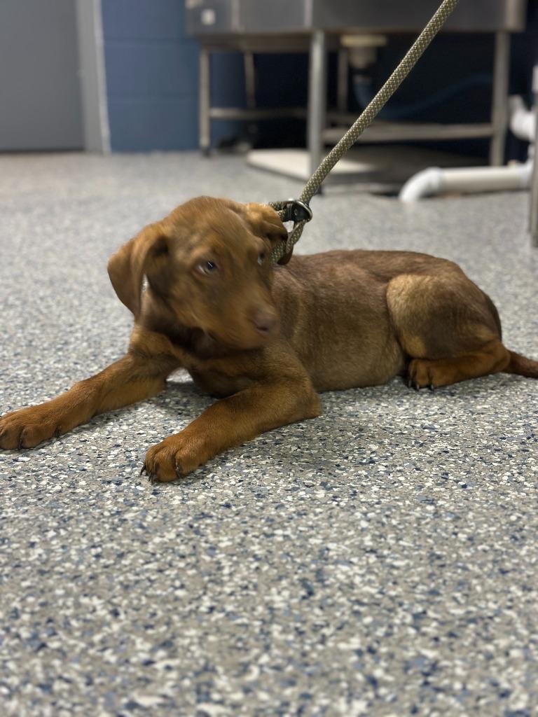 Enlarge BRITTLE, a Adoptable mixed breed in Athens, AL image 5/6