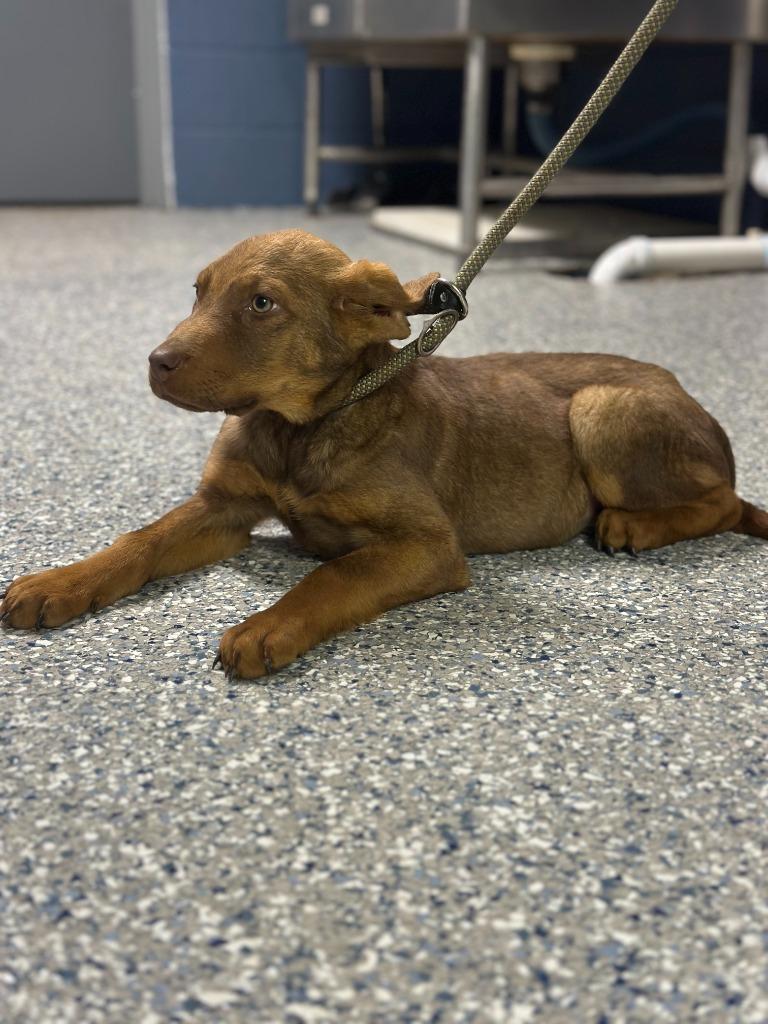 Enlarge BRITTLE, a Adoptable mixed breed in Athens, AL image 6/6