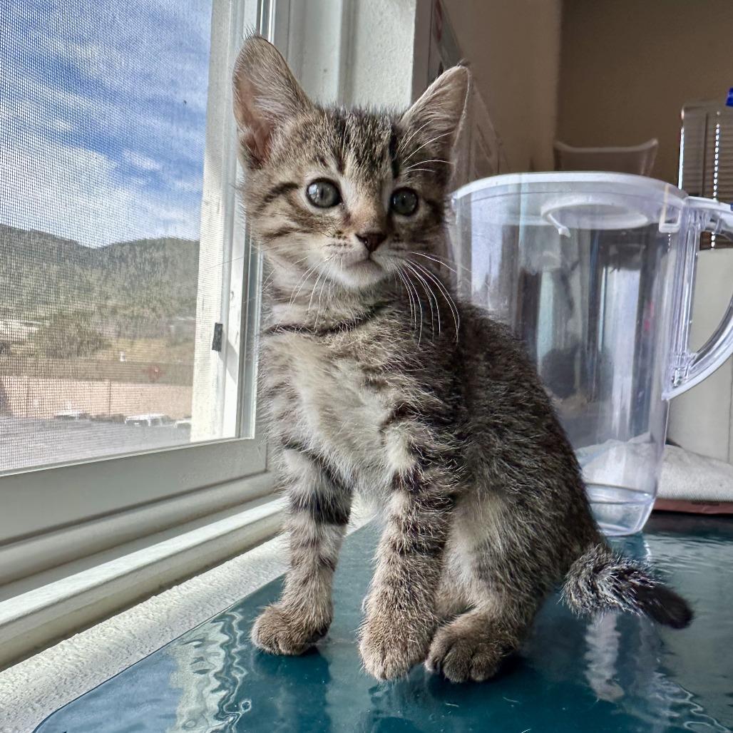 Thelma, Adoptable, Kitten Female Domestic Short Hair.