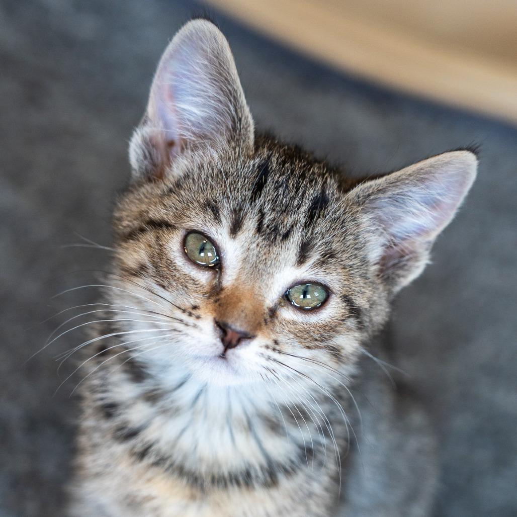 Thelma, a Adoptable Domestic Short Hair in Durango, CO image 2/3