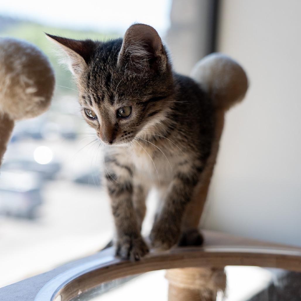 Thelma, a Adoptable Domestic Short Hair in Durango, CO image 3/3