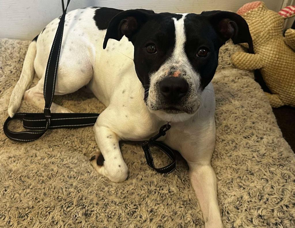 Enlarge Athena May, a Adoptable mixed breed in Cloquet, MN image 4/5