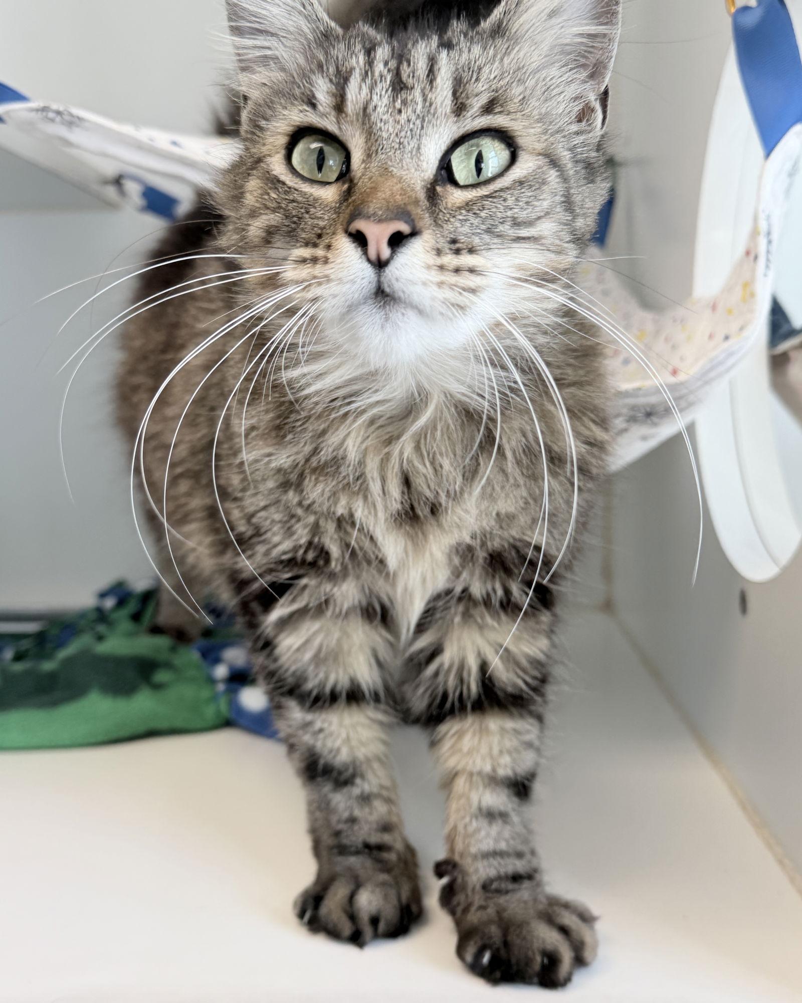 Arya Stark — thumbnail 3