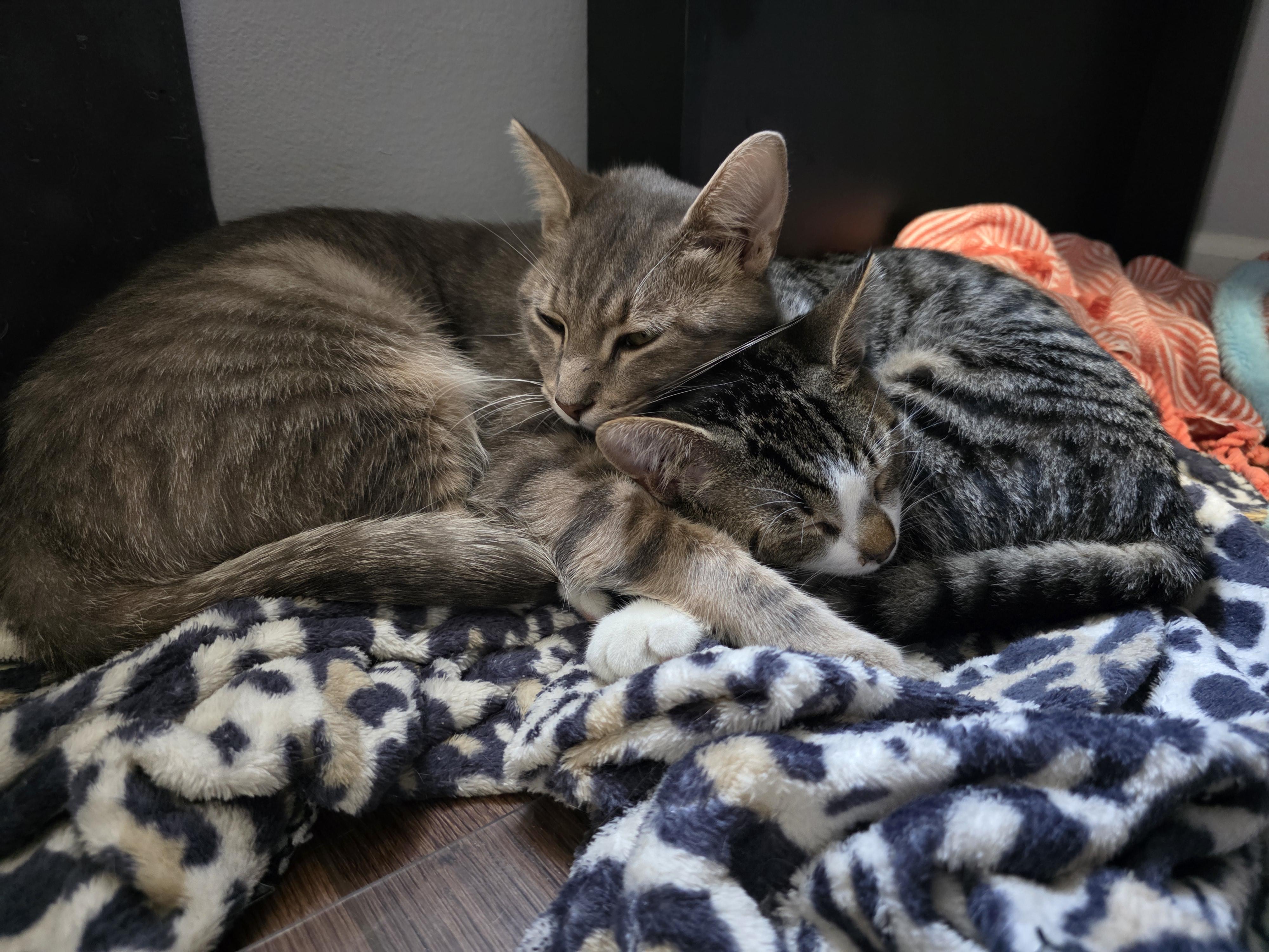 Enlarge Dante, a Adopted Domestic Short Hair in Wilmington, NC image 3/6