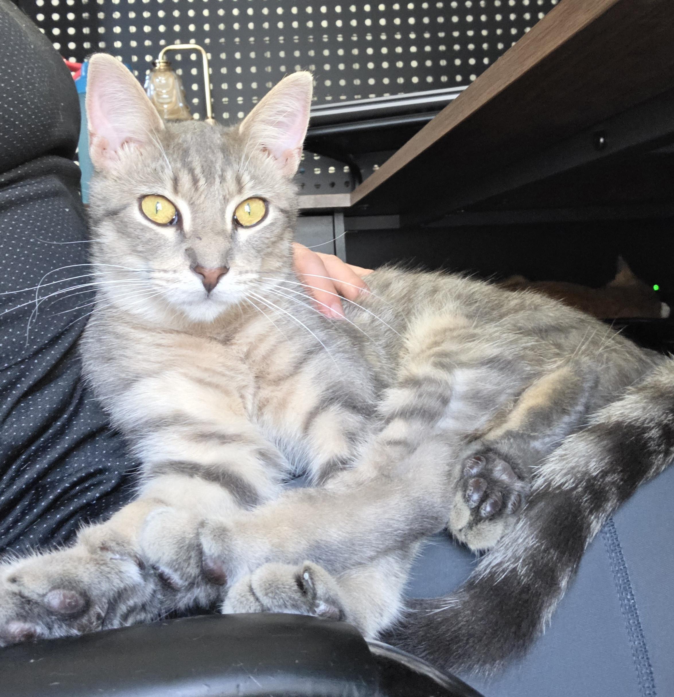 Enlarge Dante, a Adopted Domestic Short Hair in Wilmington, NC image 2/6