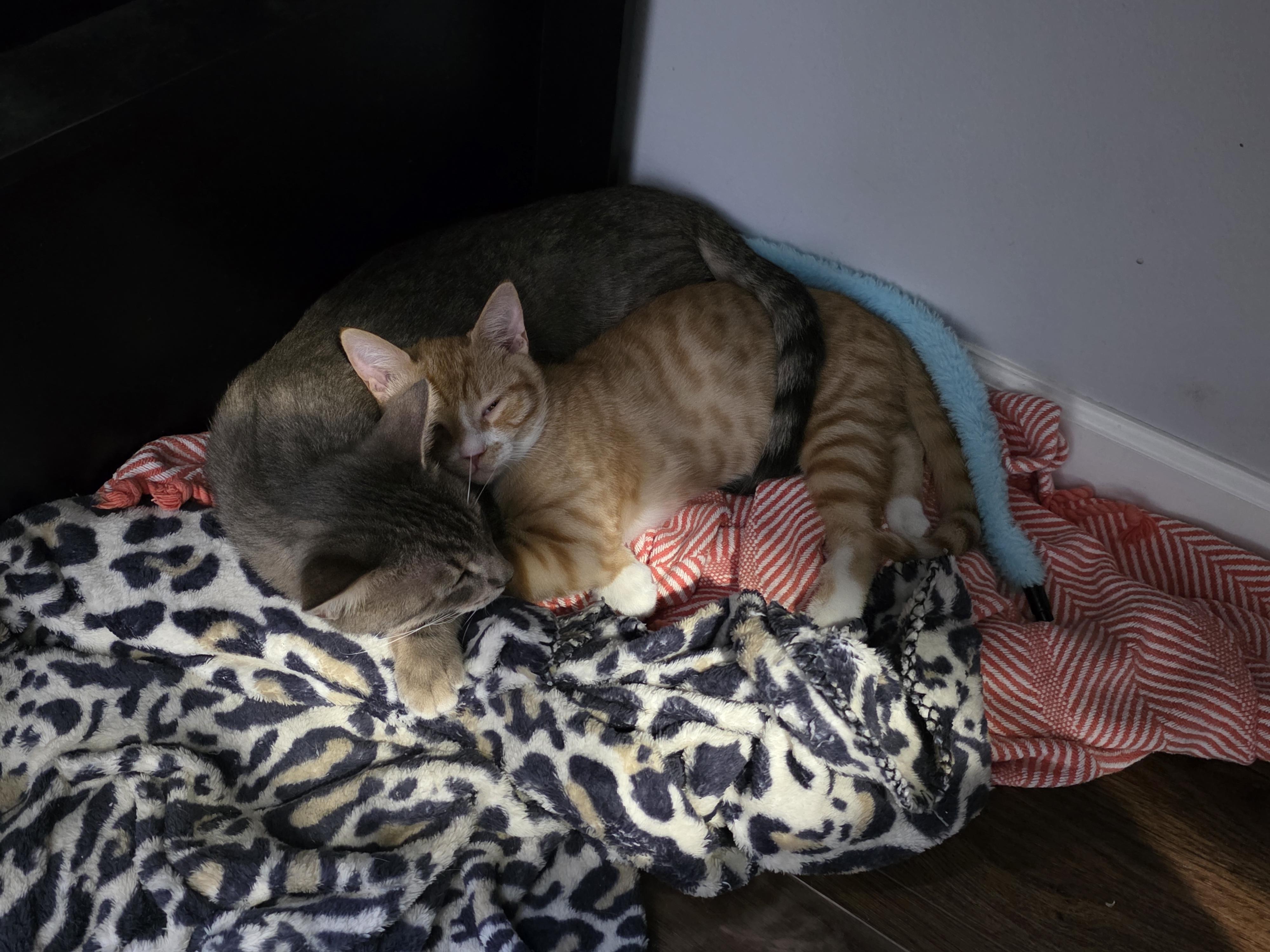 Enlarge Dante, a Adopted Domestic Short Hair in Wilmington, NC image 5/6