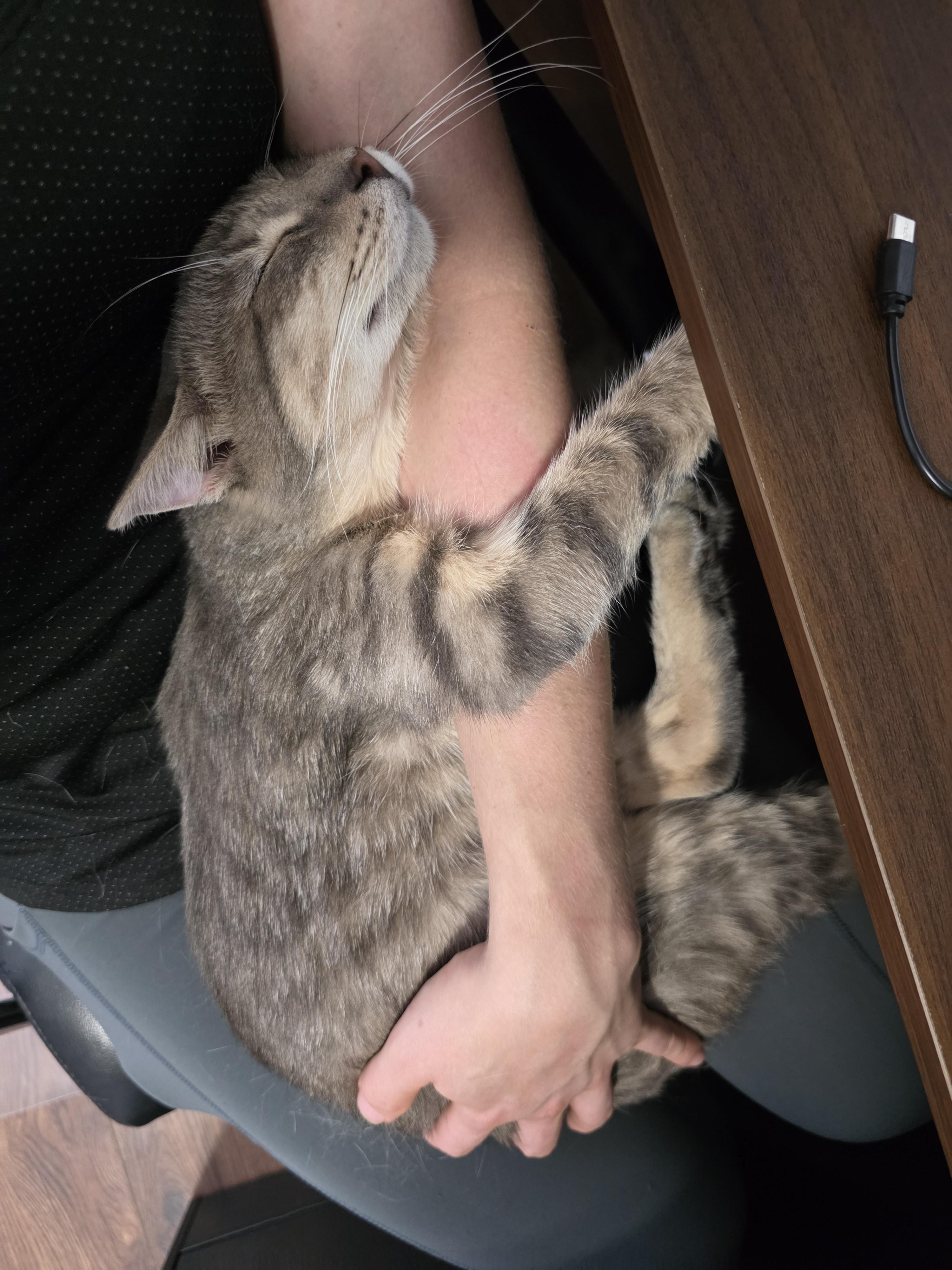 Enlarge Dante, a Adopted Domestic Short Hair in Wilmington, NC image 1/6