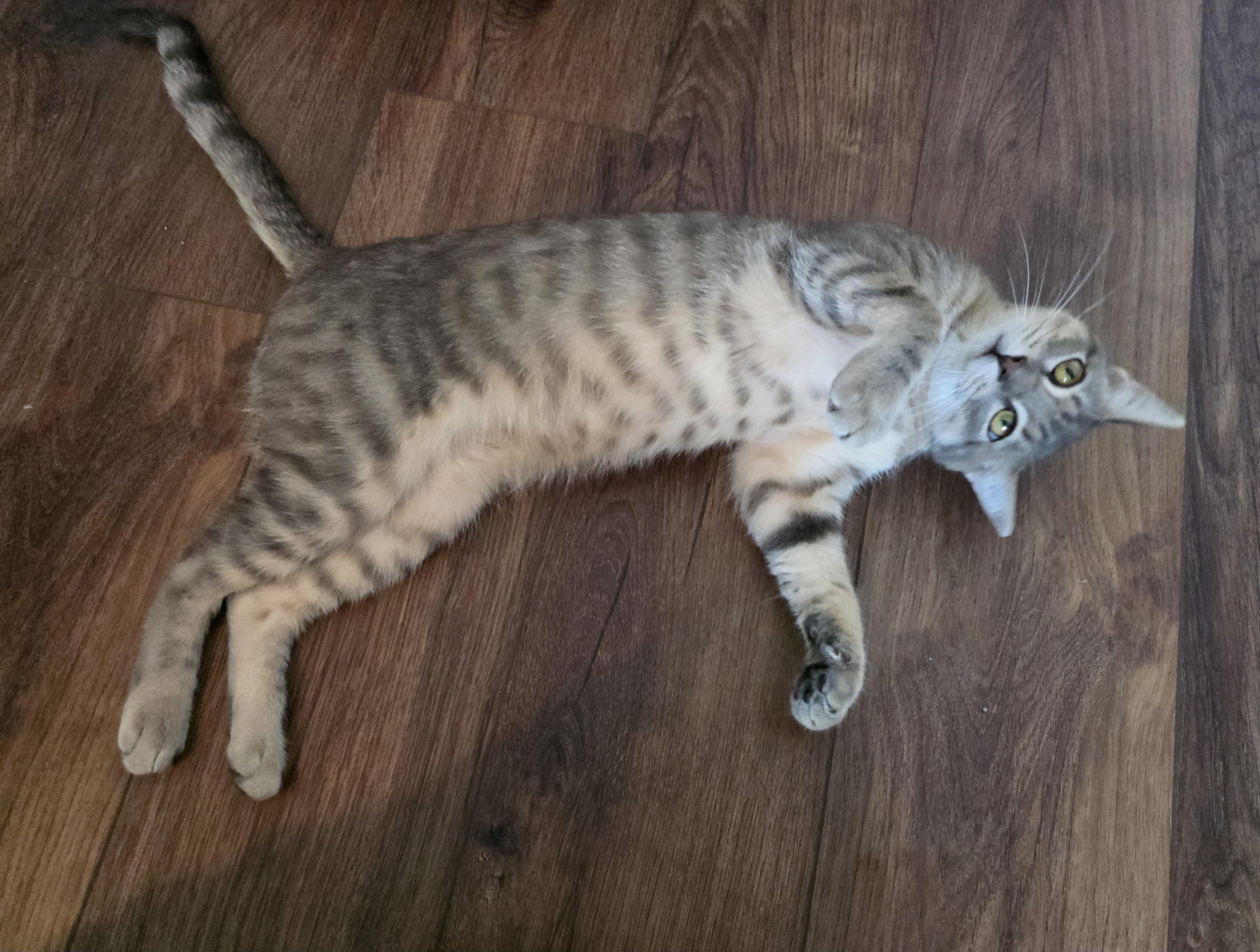 Enlarge Dante, a Adopted Domestic Short Hair in Wilmington, NC image 4/6