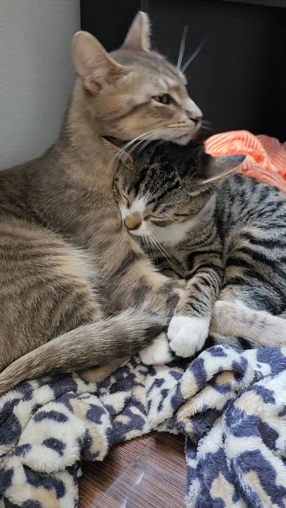 Enlarge Dante, a Adopted Domestic Short Hair in Wilmington, NC video 6/6