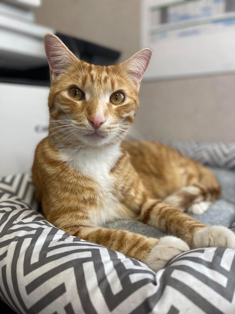 Enlarge Carrot, a Adoptable mixed breed in Tulsa, OK image 1/6