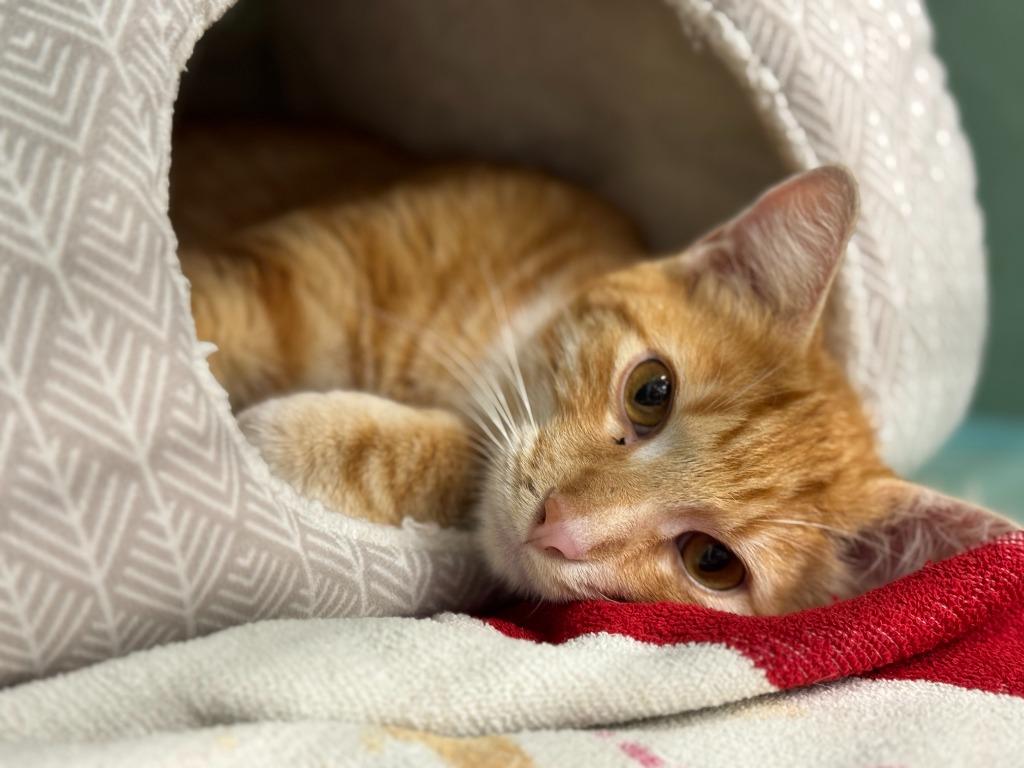 Enlarge Carrot, a Adoptable mixed breed in Tulsa, OK image 6/6