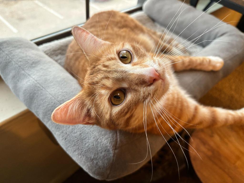 Carrot, Adoptable, Young Male Domestic Short Hair.