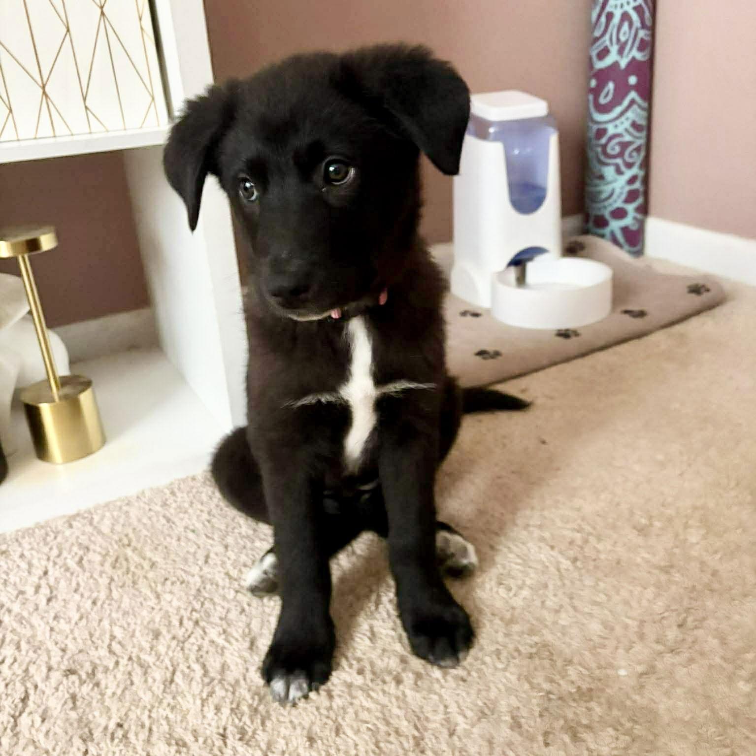 Enlarge Latte, a Adopted mixed breed in Charlotte, NC image 1/3