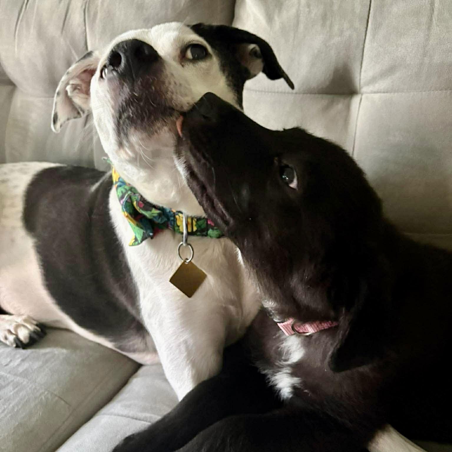 Enlarge Latte, a Adopted mixed breed in Charlotte, NC image 2/3