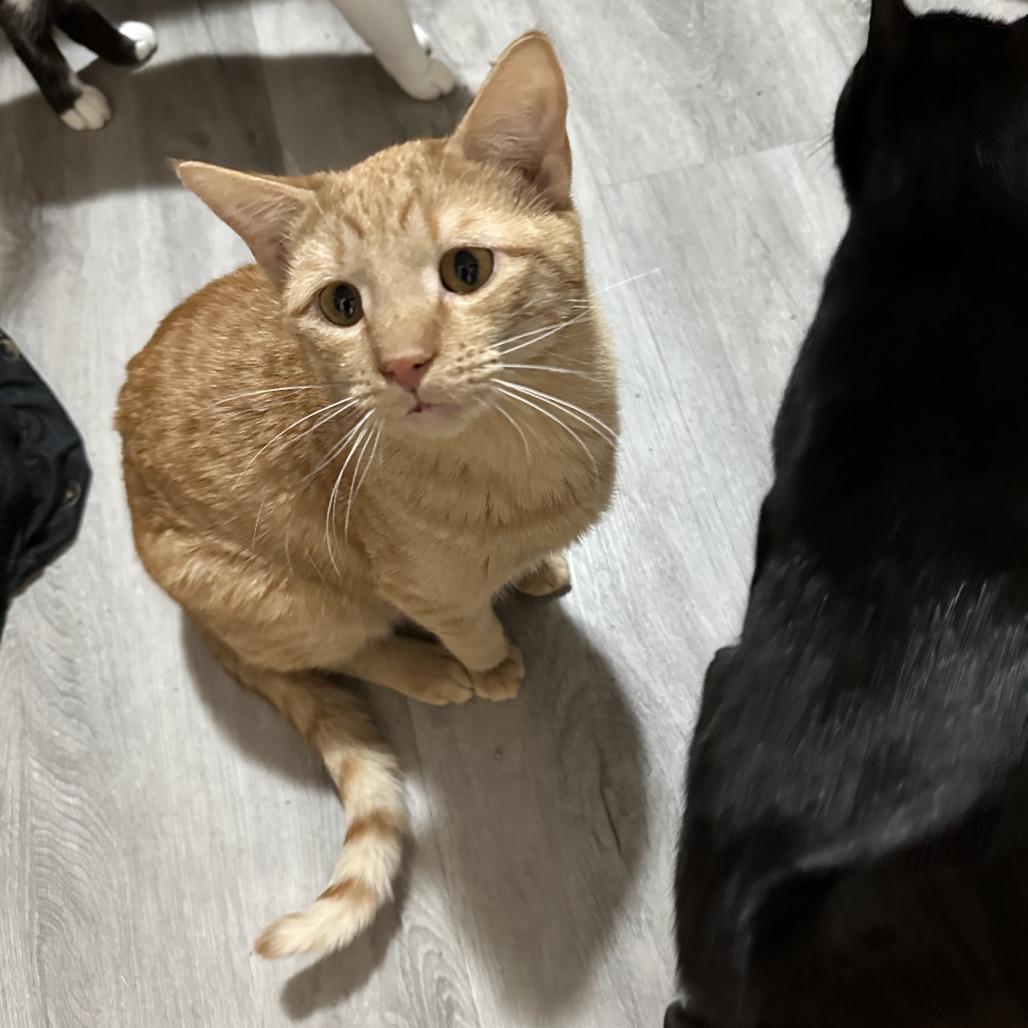 Enlarge Michael Phelps Estes, a Adoptable Domestic Short Hair in Eagle Mountain, UT image 1/2