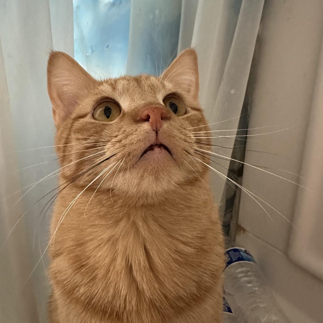Michael Phelps Estes, a Adoptable Domestic Short Hair in Eagle Mountain, UT image 2/2