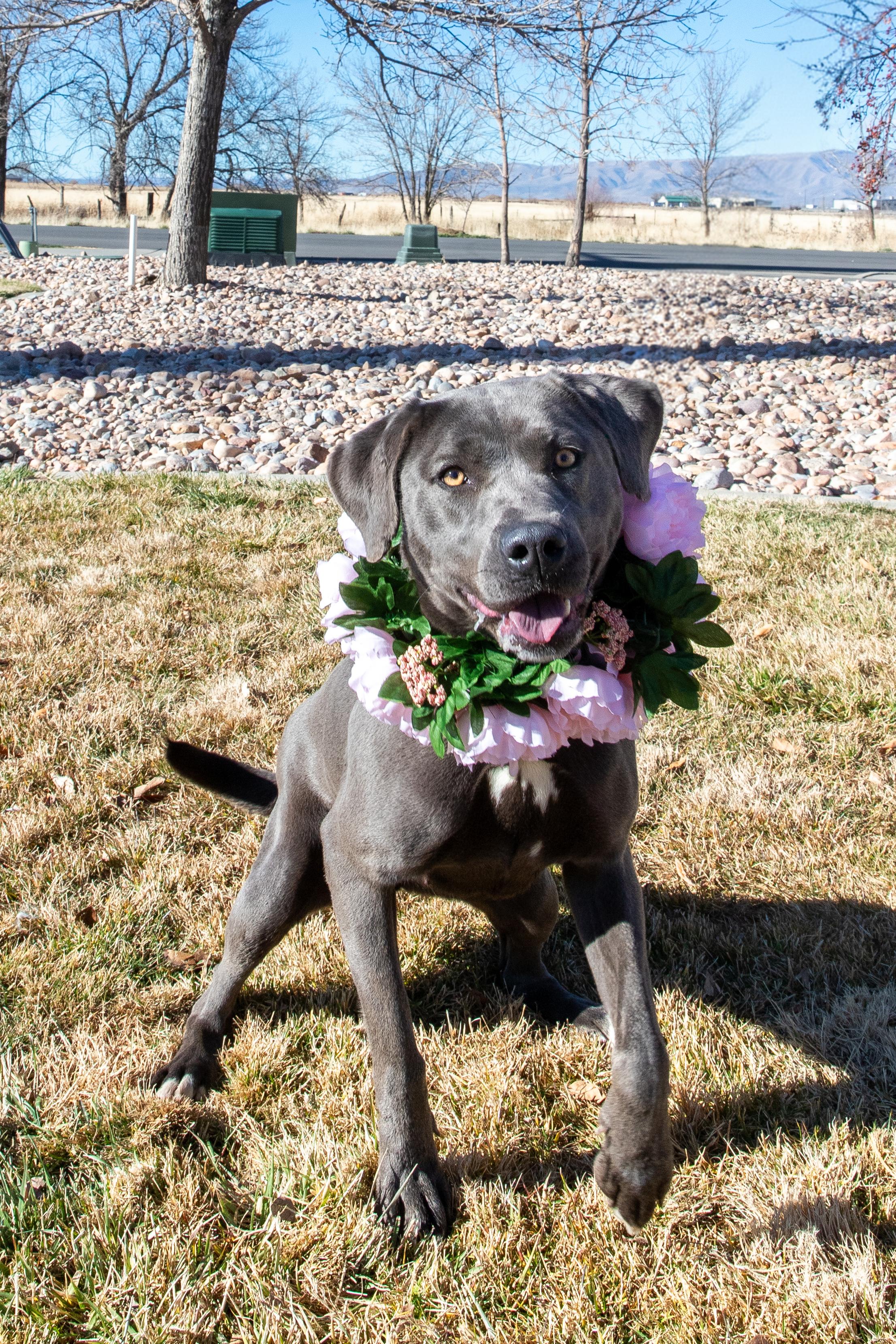 Enlarge Lois (92197), a ADOPTABLE mixed breed in Spanish Fork, UT image 1/2