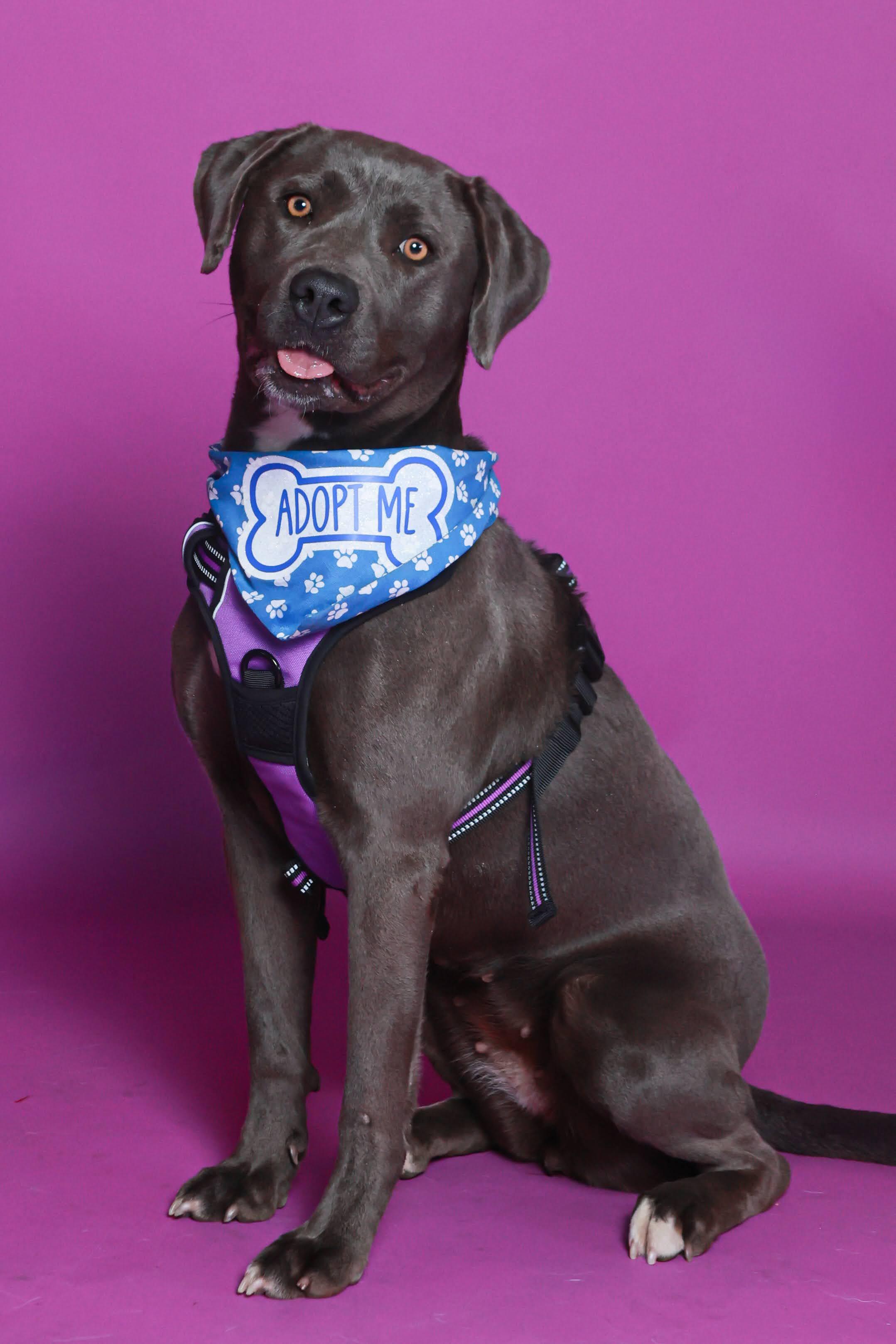 Enlarge Lois (92197), a ADOPTABLE mixed breed in Spanish Fork, UT image 2/2