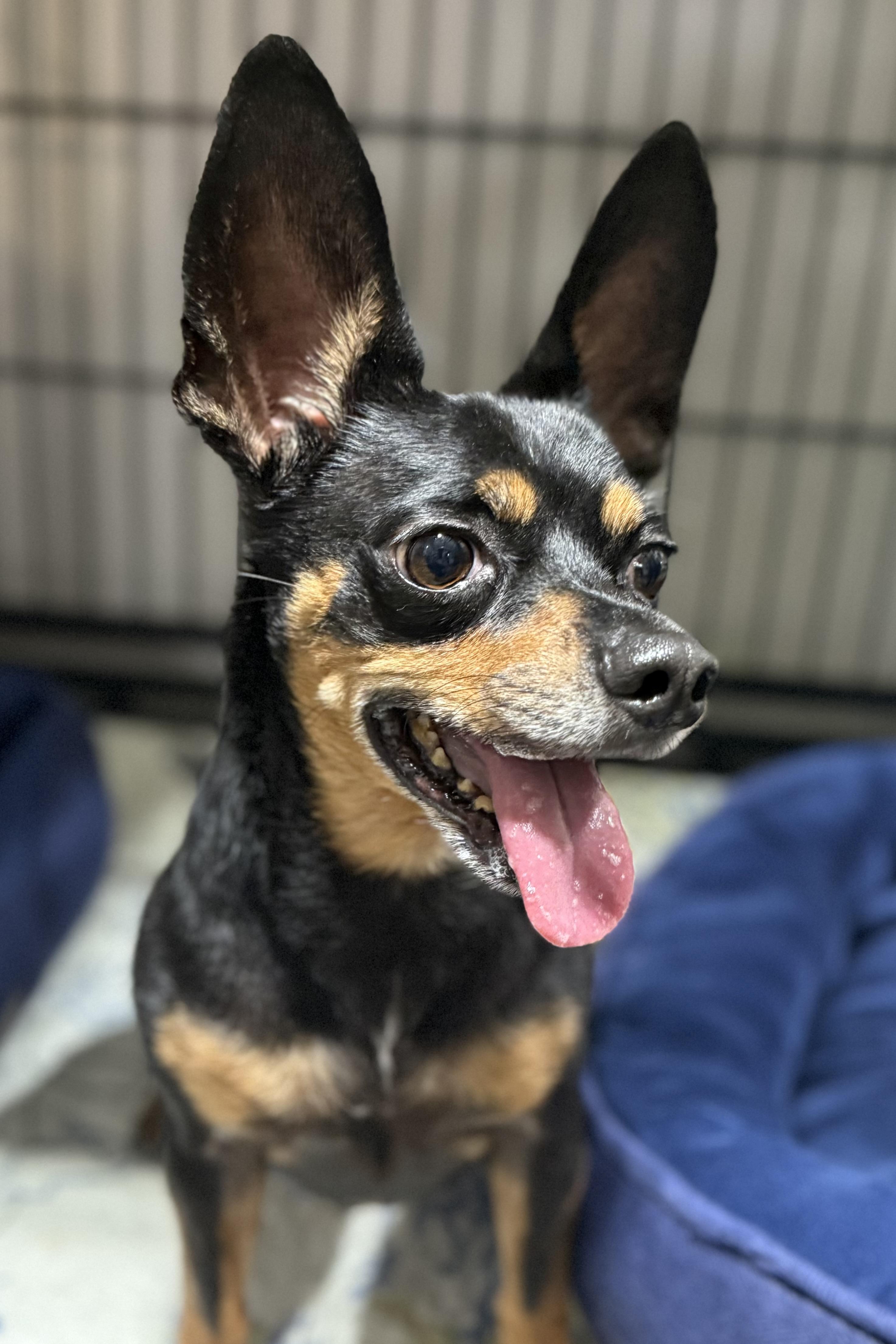 Ole, a Adoptable mixed breed in Plant City, FL image 1/3