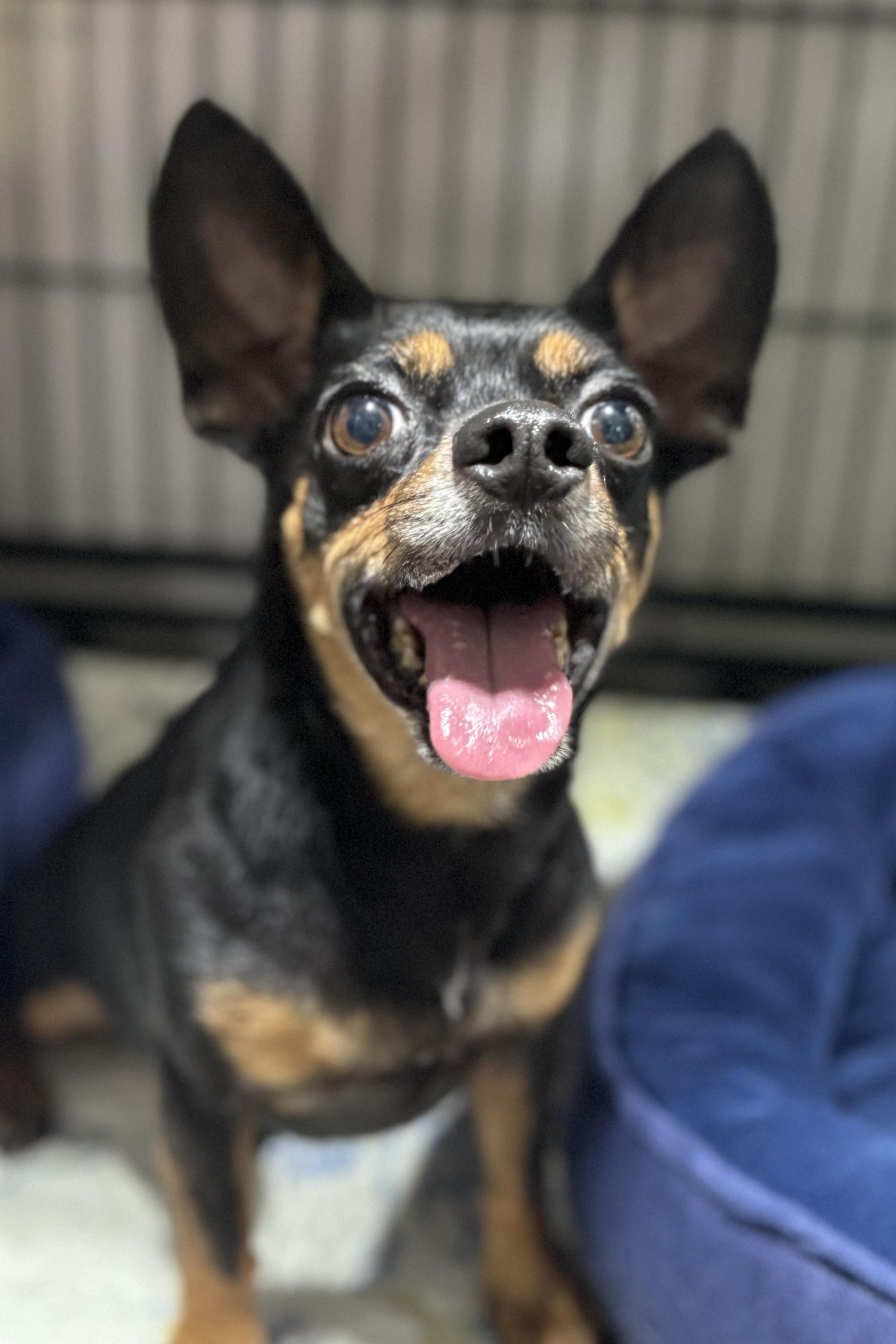 Ole, a Adoptable mixed breed in Plant City, FL image 2/3