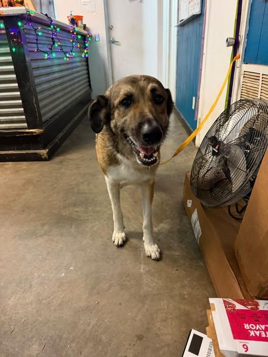 Wilford, Adoptable, Adult Male German Shepherd Dog.