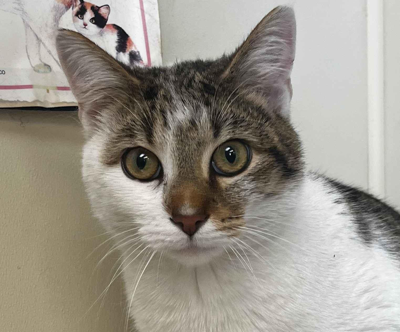 Enlarge Dunkin, a ADOPTABLE Domestic Short Hair in New Castle, IN image 1/1