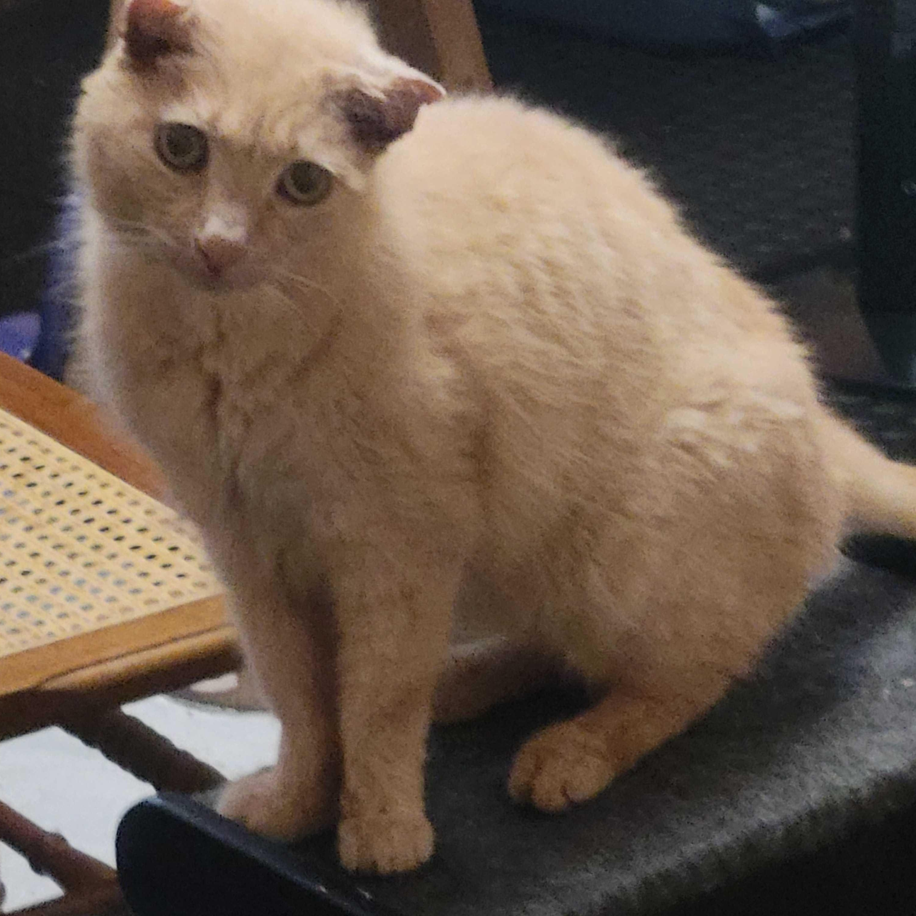 Colby, an adopted Domestic Short Hair in East Amherst, NY image 1/4