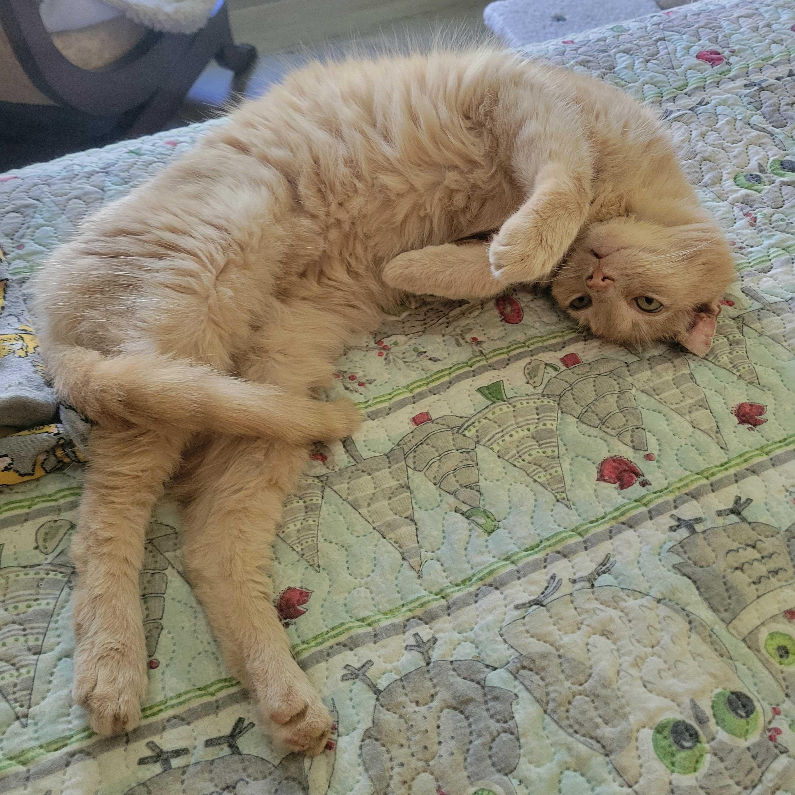 Colby, an adopted Domestic Short Hair in East Amherst, NY image 2/4