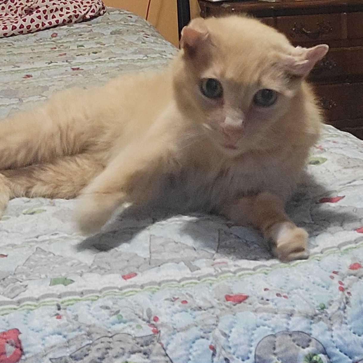 Colby, an adopted Domestic Short Hair in East Amherst, NY image 4/4