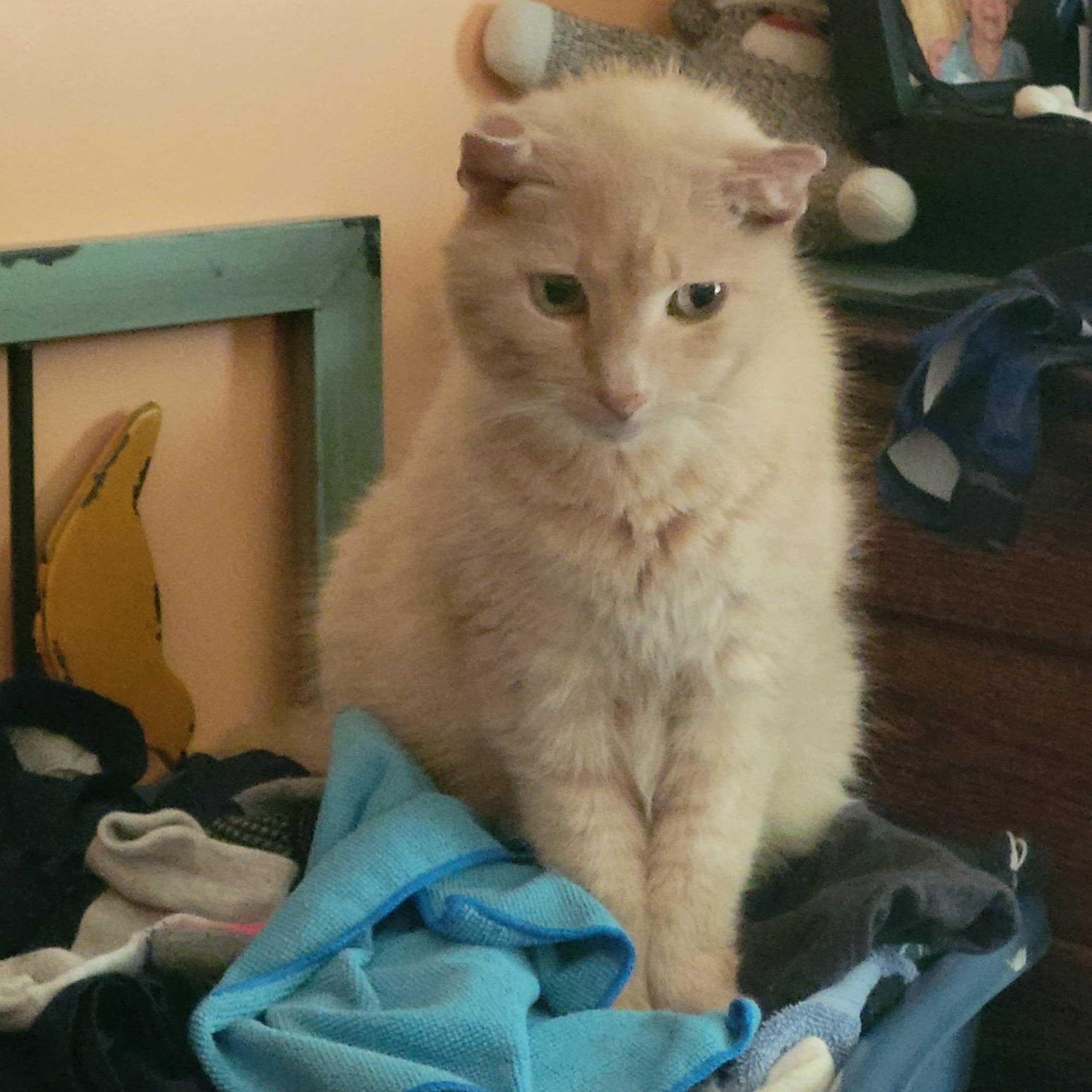 Colby, an adopted Domestic Short Hair in East Amherst, NY image 3/4