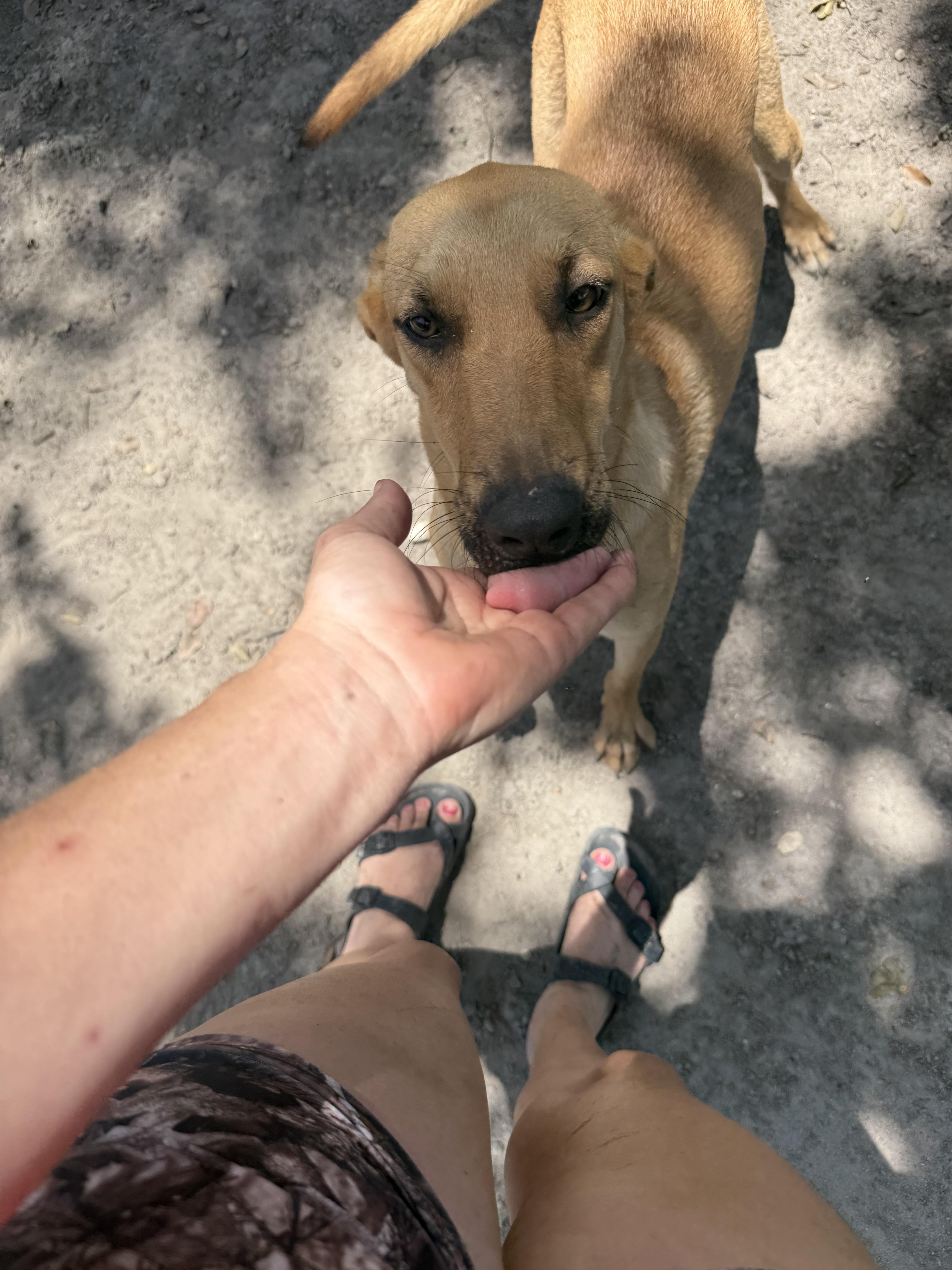 Enlarge Sapp, a Adoptable mixed breed in Grand ridge, FL image 1/1