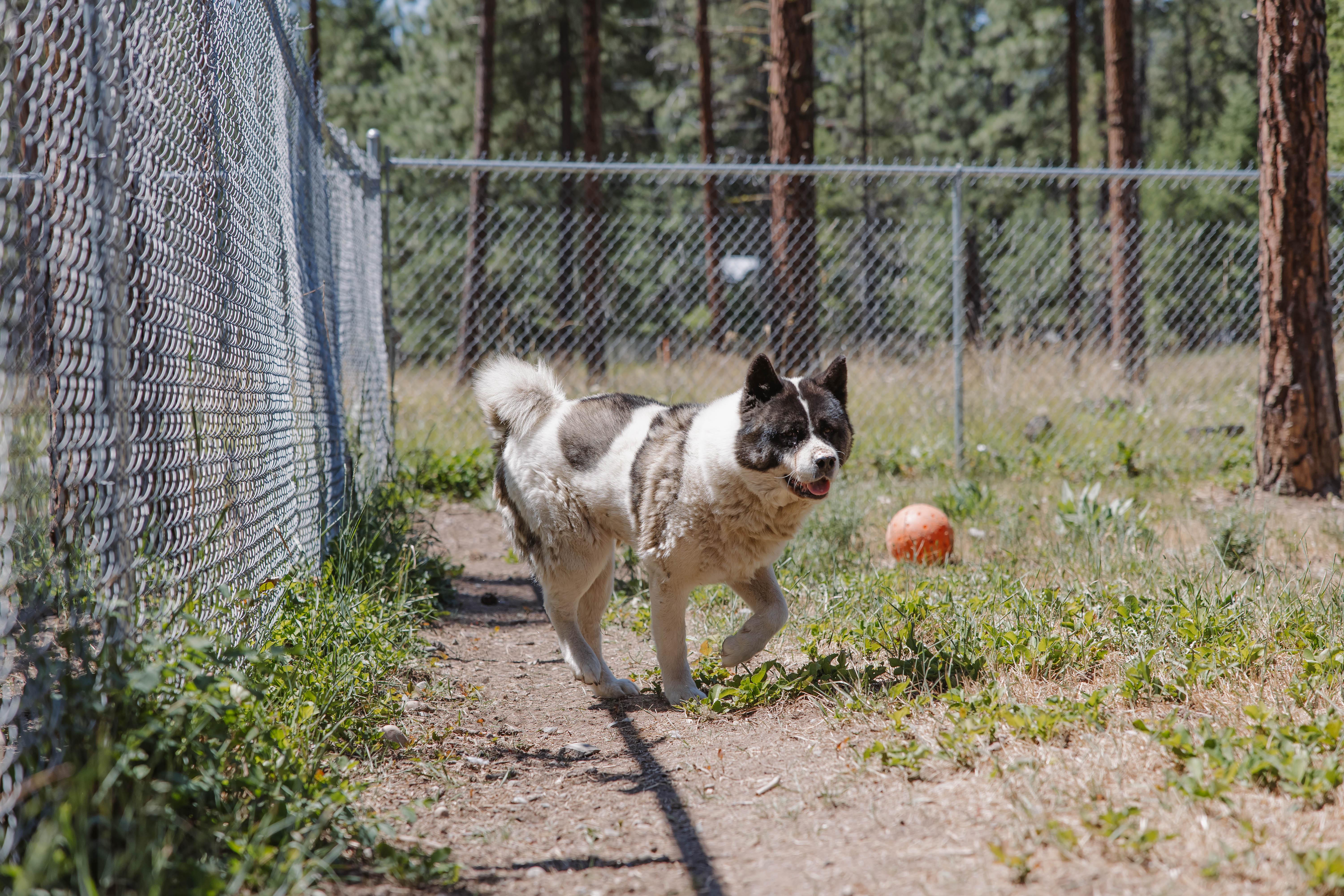 Skeeter, an adoptable Akita in Libby, MT, 59923 | Photo Image 1