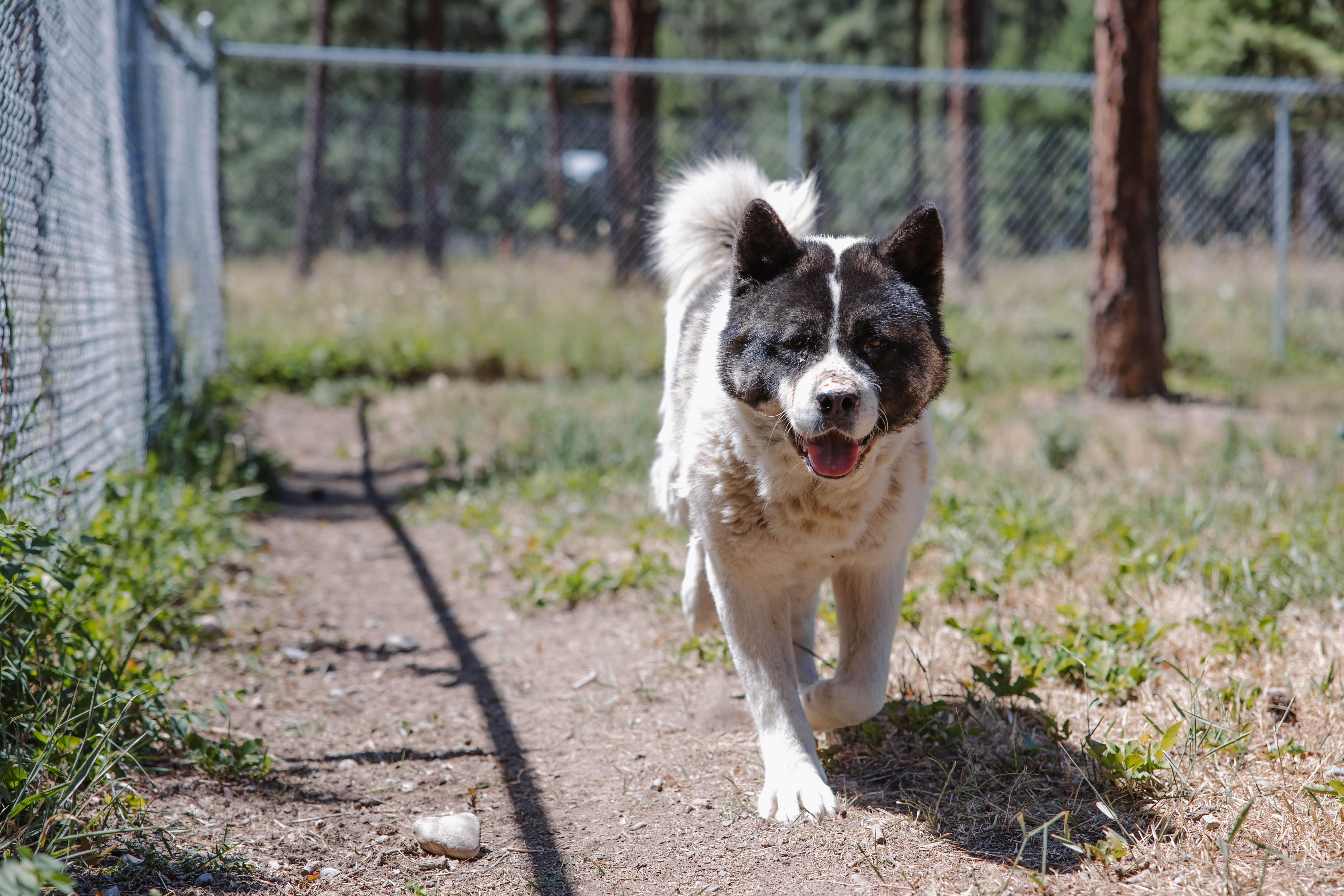 Skeeter, an adoptable Akita in Libby, MT, 59923 | Photo Image 2