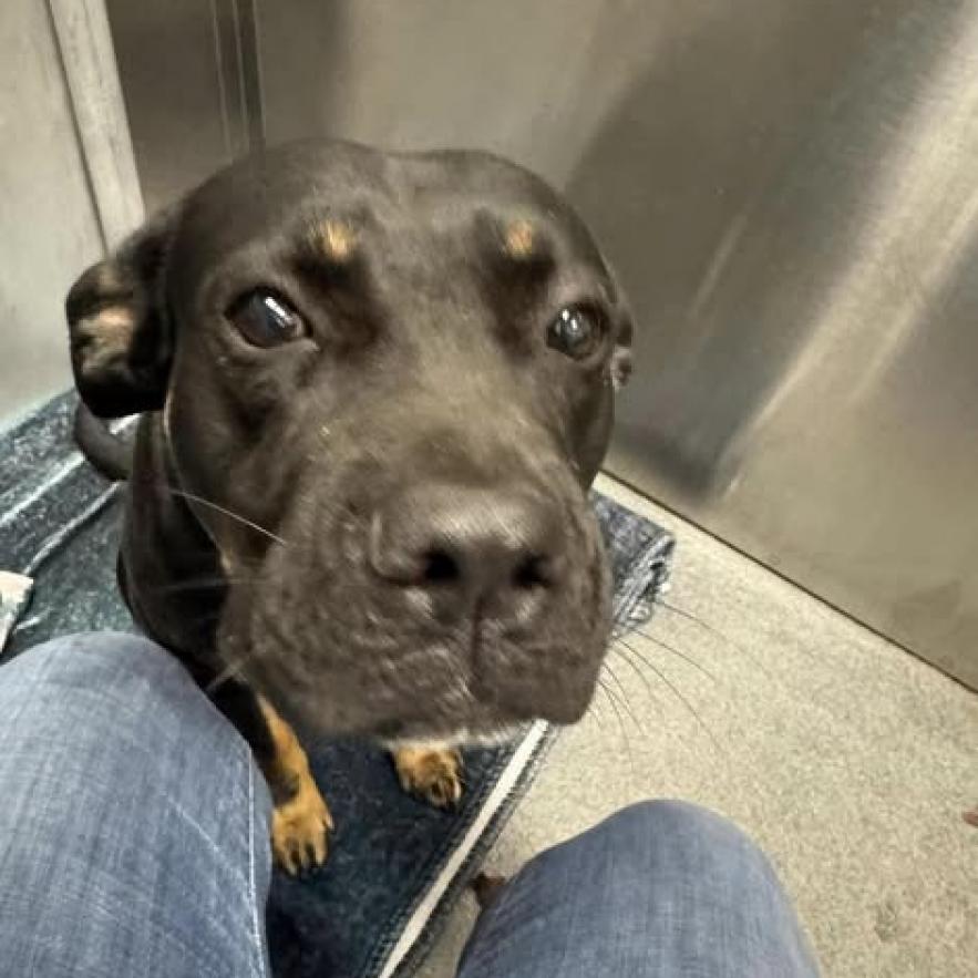 Snickers, Adoptable, Adult Female Rottweiler.