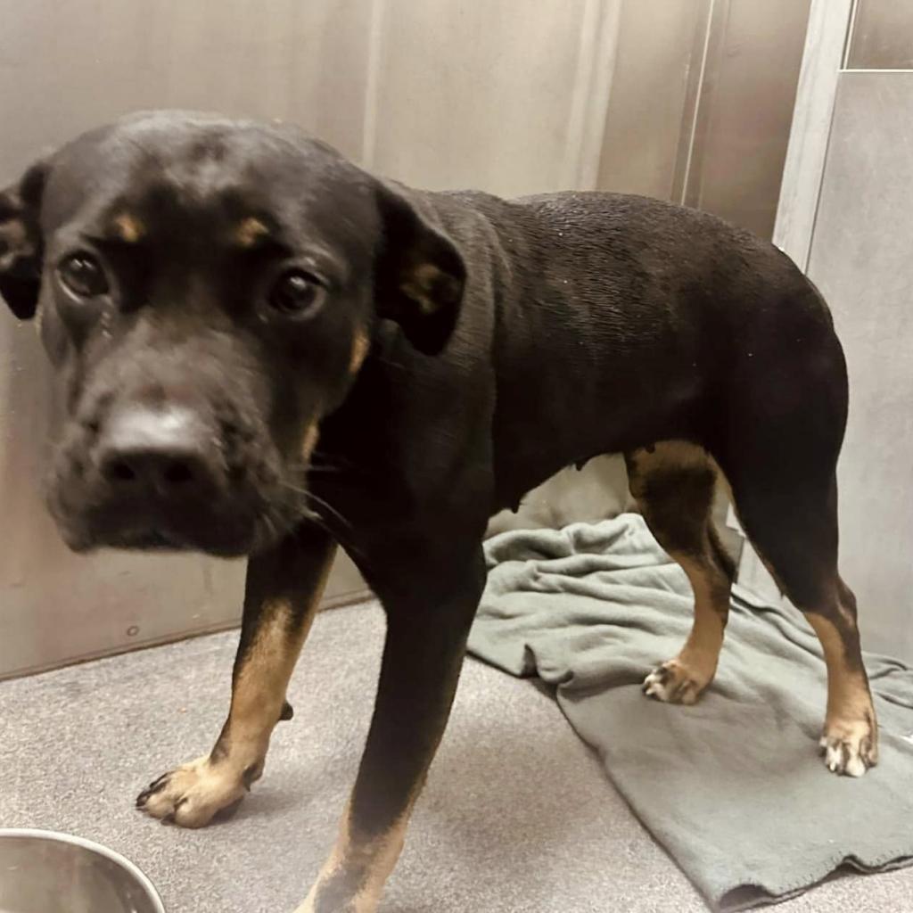 Enlarge Snickers, a Adoptable Rottweiler in Aledo, TX image 2/6