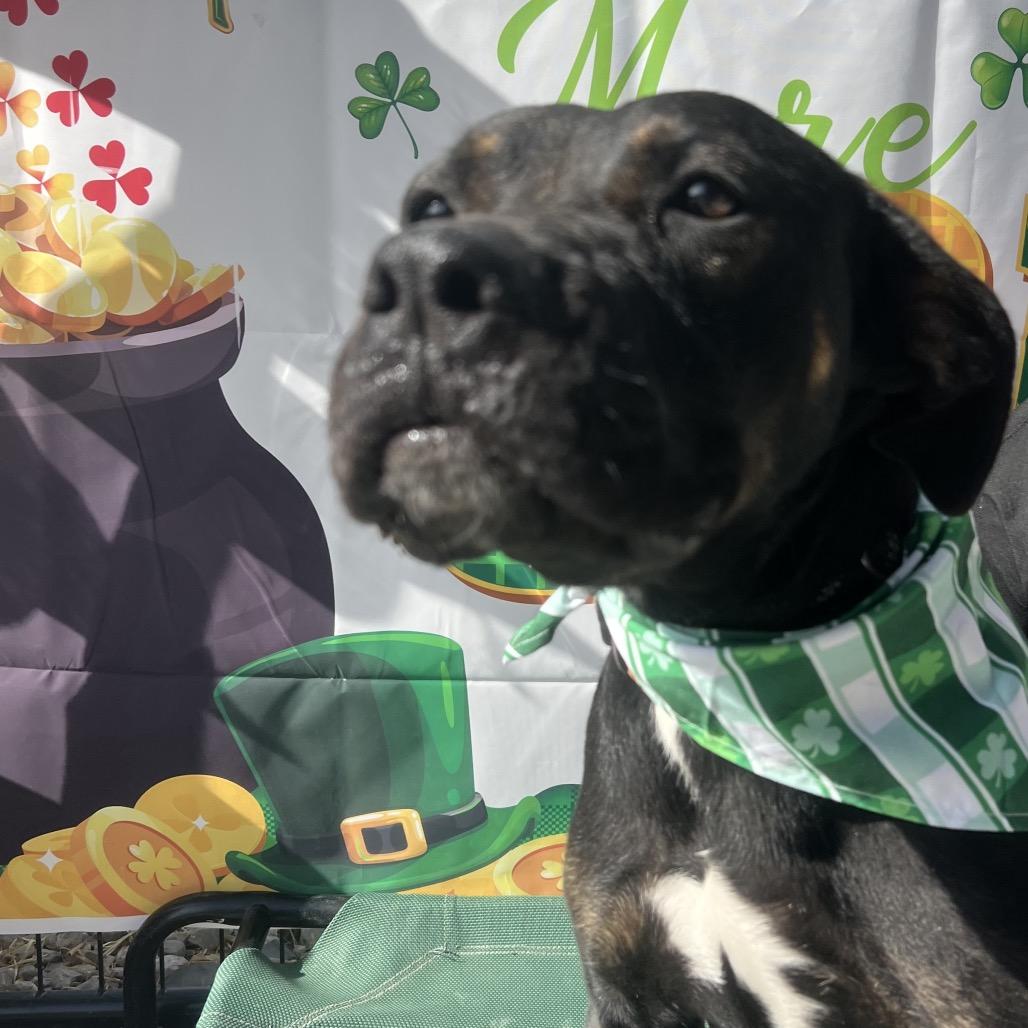 Enlarge Snickers, a Adoptable Rottweiler in Aledo, TX image 3/6